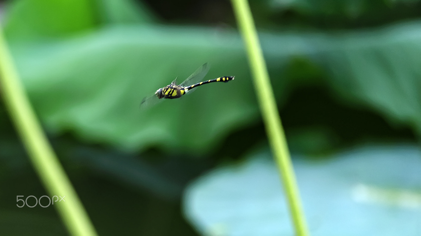 Nikon D3X + Nikon AF-S Nikkor 300mm F4D ED-IF sample photo. 蜻蜓 photography