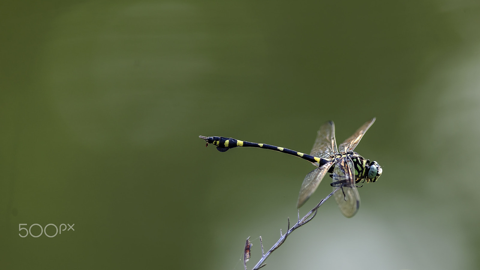 Nikon D3X sample photo. 蜻蜓 photography