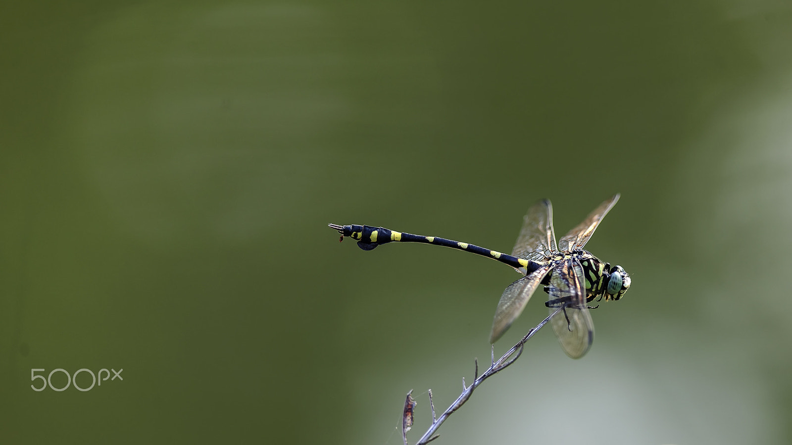 Nikon D3X + Nikon AF-S Nikkor 300mm F4D ED-IF sample photo. 蜻蜓 photography