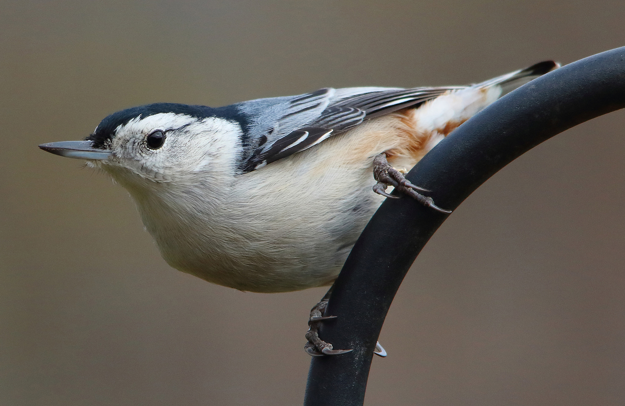 Sigma 150-500mm F5-6.3 DG OS HSM sample photo. White breasted nuthatch photography