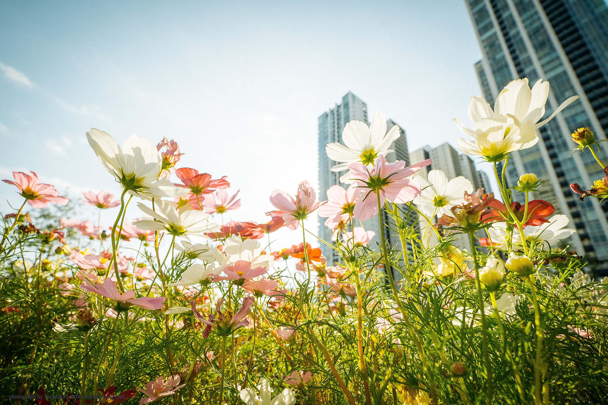 Panasonic Lumix DMC-GX7 + Panasonic Lumix G Vario 7-14mm F4 ASPH sample photo. Towering flowers photography