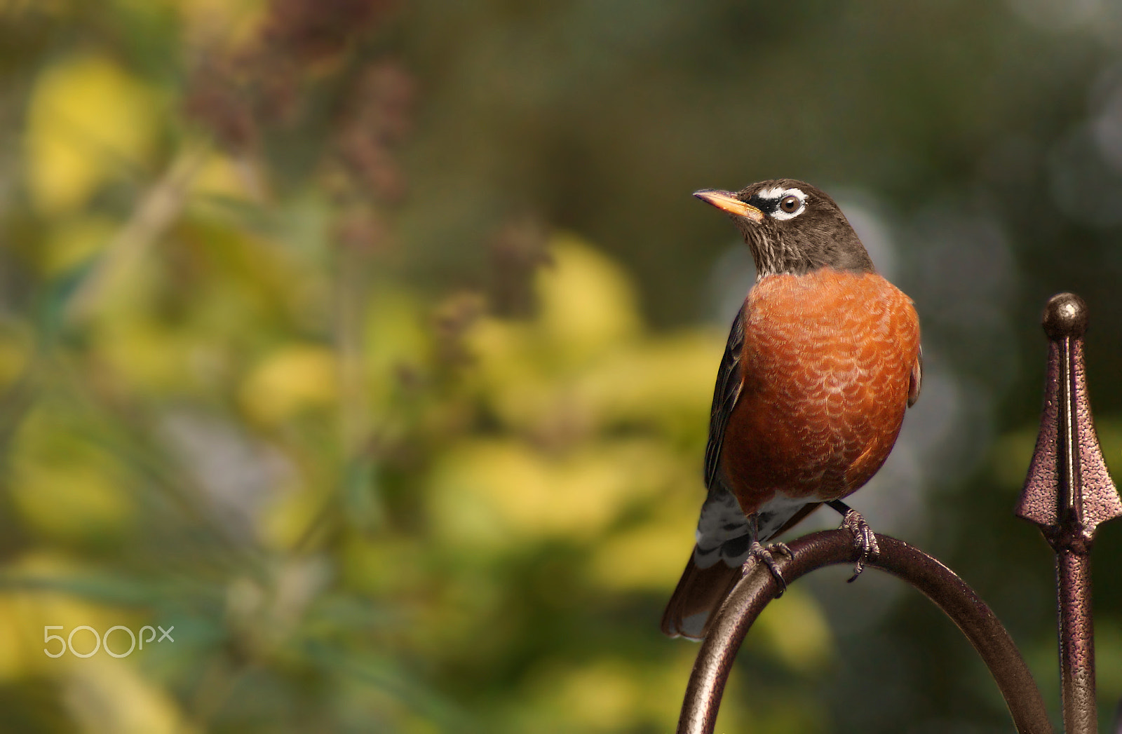 Sony 75-300mm F4.5-5.6 sample photo. Autumn robin photography