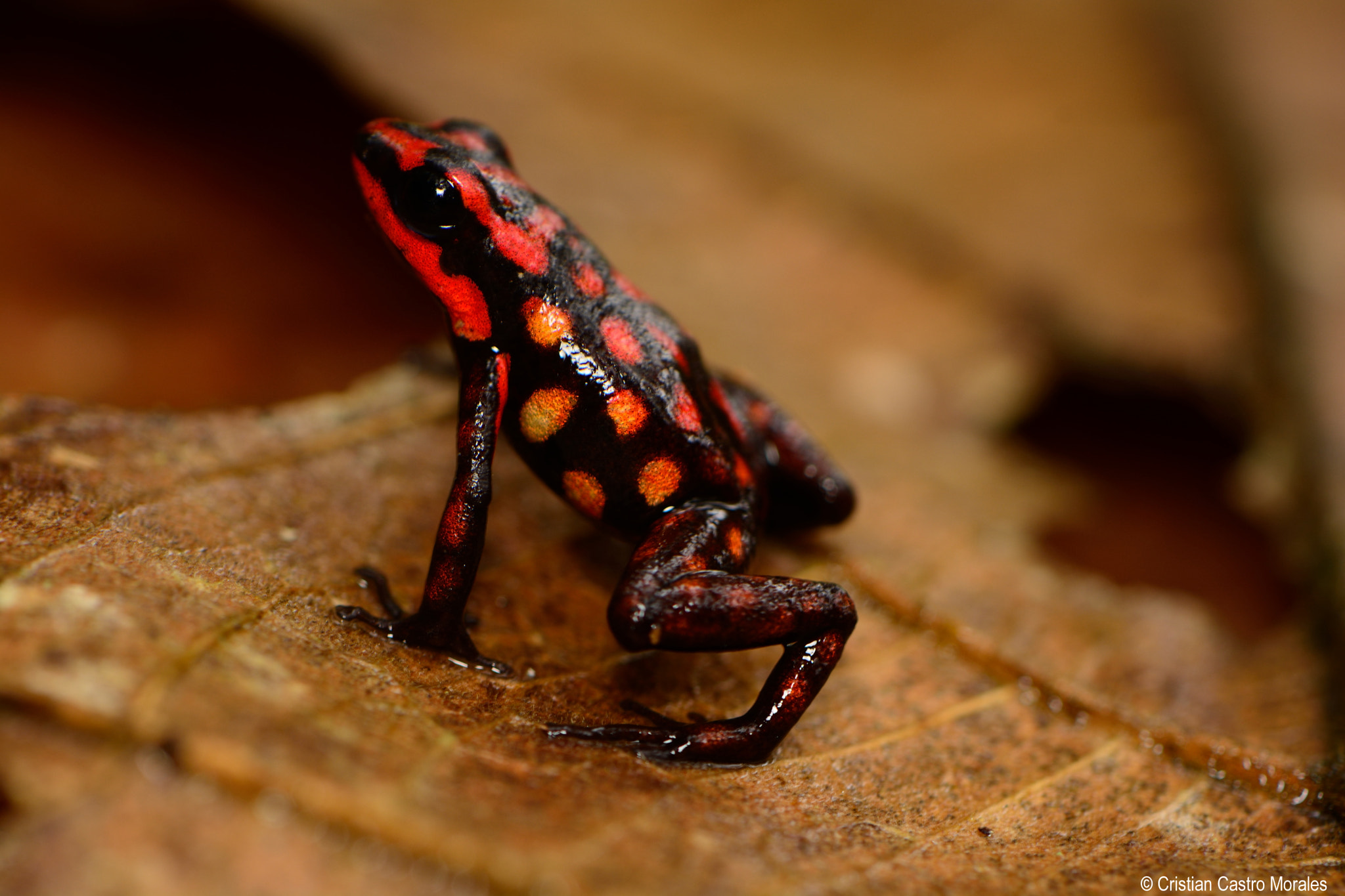 Nikon AF-S DX Micro-Nikkor 85mm F3.5G ED VR sample photo. Andinobates dorisswansonae photography