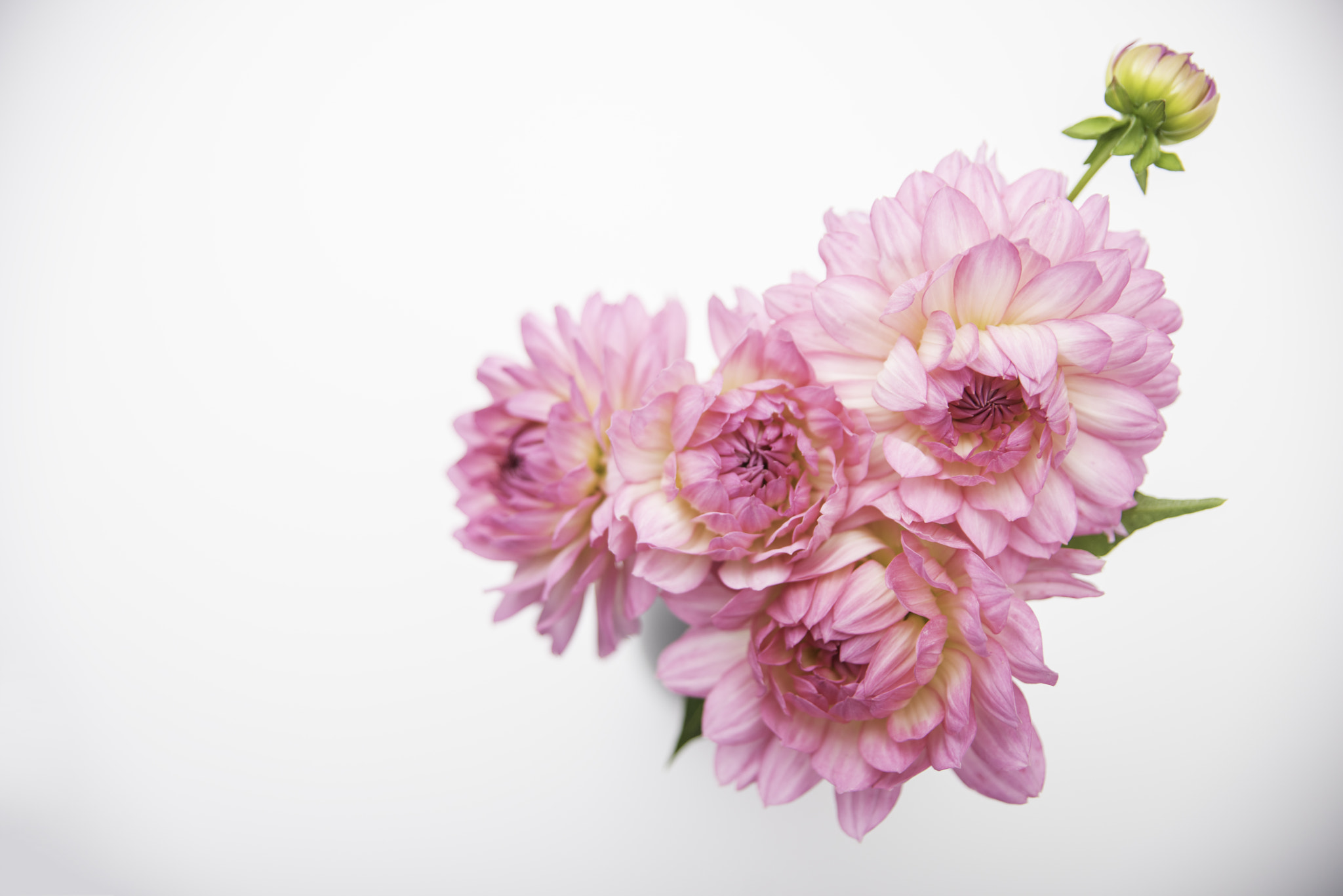 Sigma 24-70mm F2.8 EX DG HSM sample photo. Pink dahlias photography
