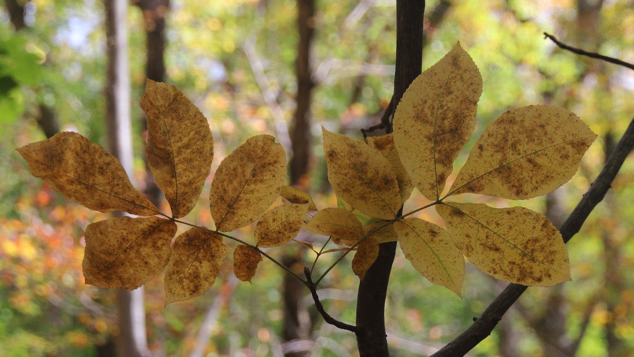 Sigma 18-250mm F3.5-6.3 DC OS HSM sample photo. Autumn leaves photography