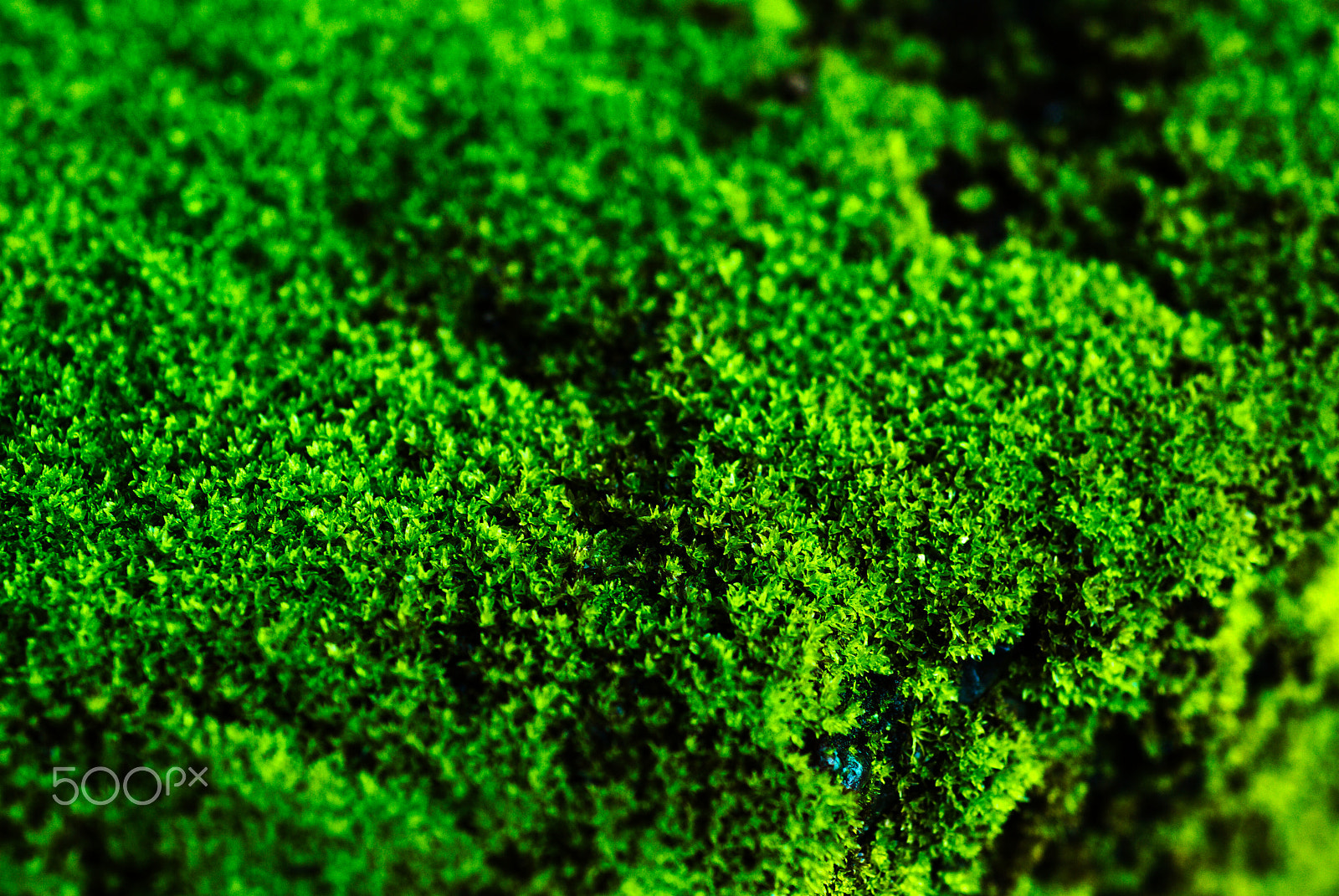 Nikon D40X + Nikon AF Micro-Nikkor 60mm F2.8D sample photo. Moss photography