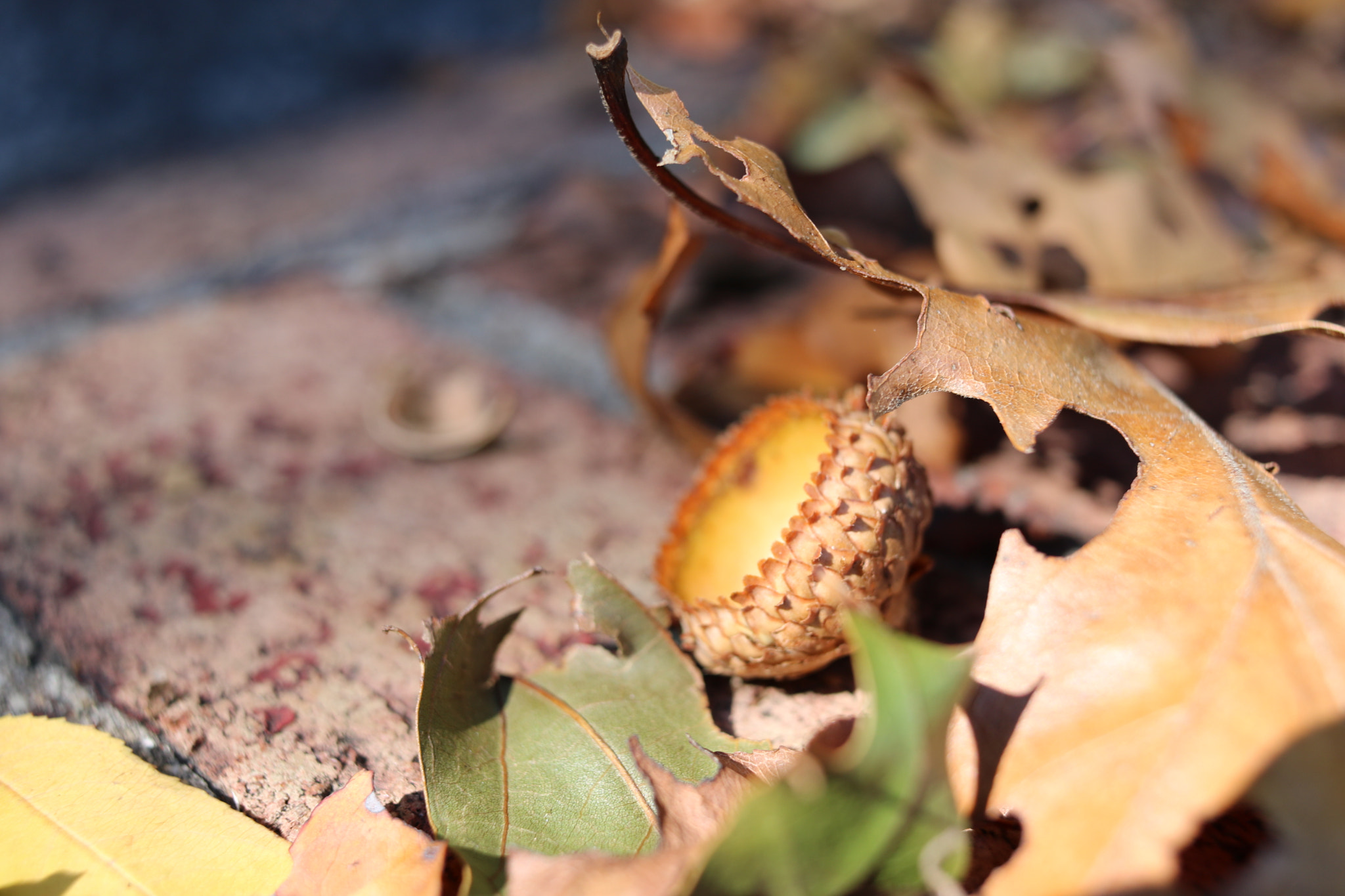 Canon EF-S 24mm F2.8 STM sample photo