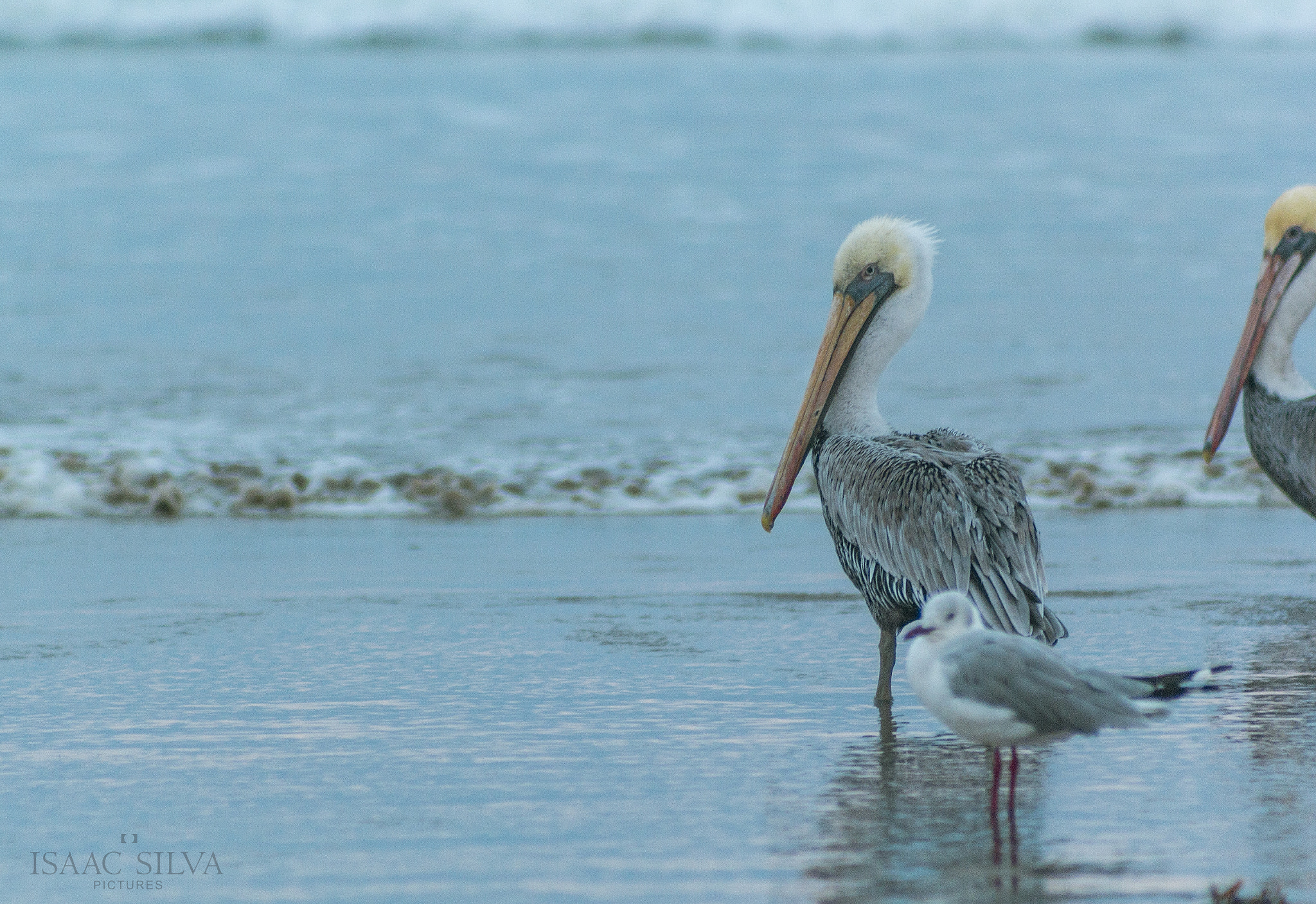 Canon EF 75-300mm f/4-5.6 USM sample photo. Costas photography