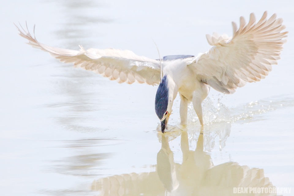 Canon EOS-1D Mark IV sample photo. Hunting photography