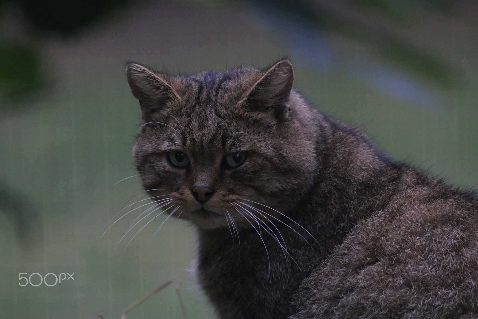 Canon EOS 70D sample photo. Wildcat on a gloomy day photography