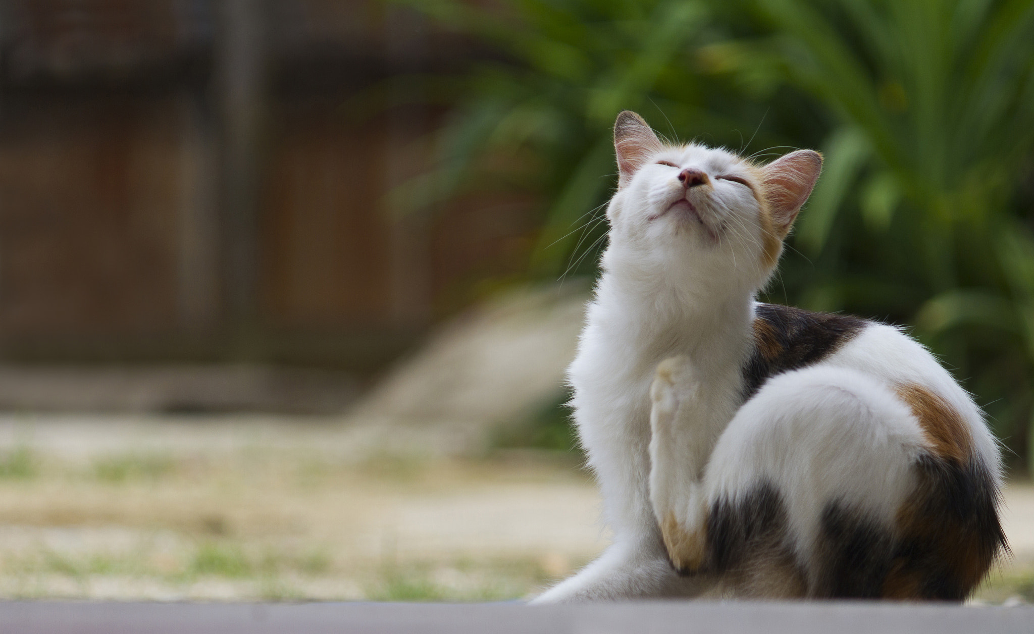 Canon EF-S 55-250mm F4-5.6 IS sample photo. Cat scratching (wide version) photography