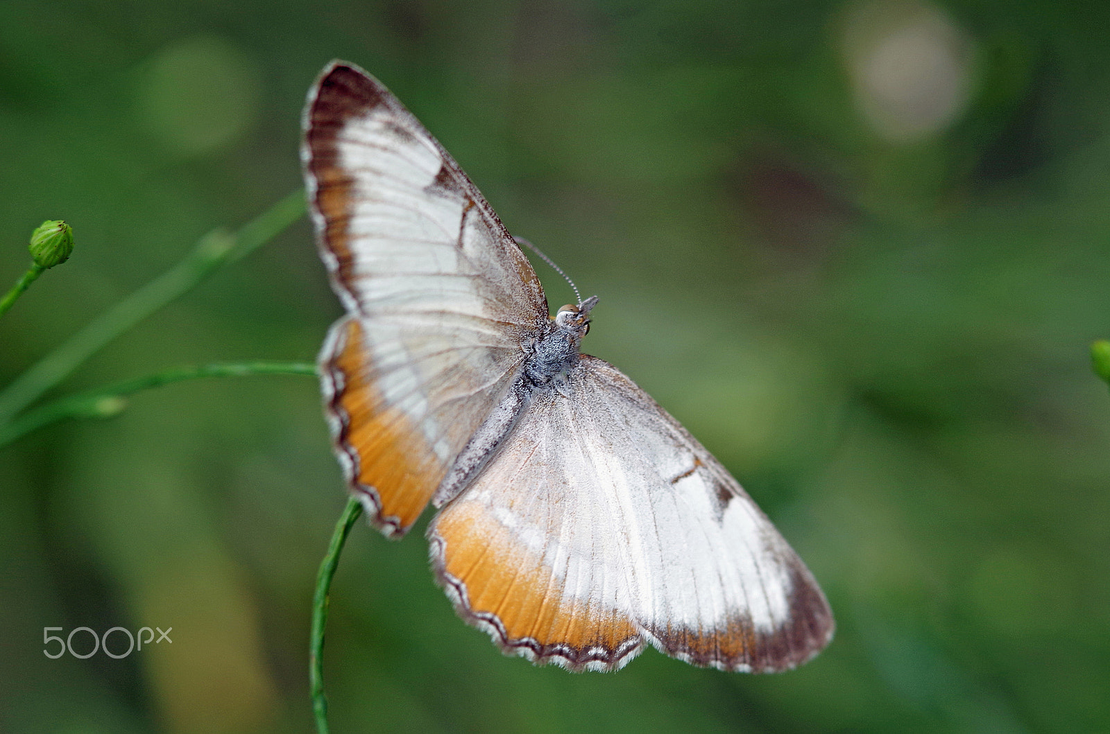 Pentax K-30 sample photo. Butterfly two photography