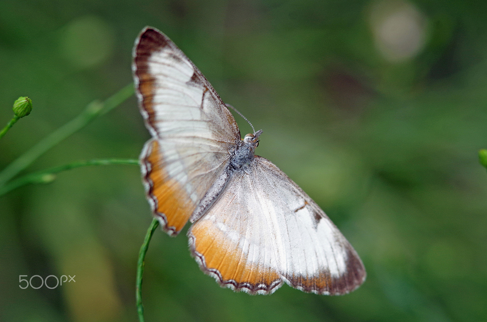 smc PENTAX-DA L 55-300mm F4-5.8 ED sample photo. Butterfly two photography