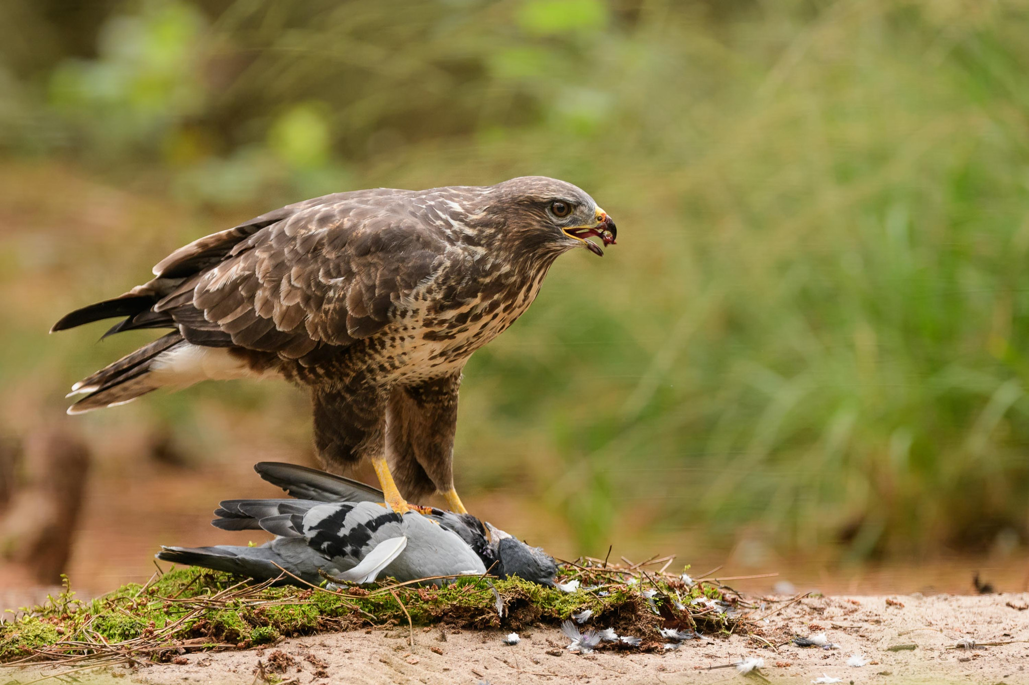 Nikon D500 sample photo. Feeding time photography