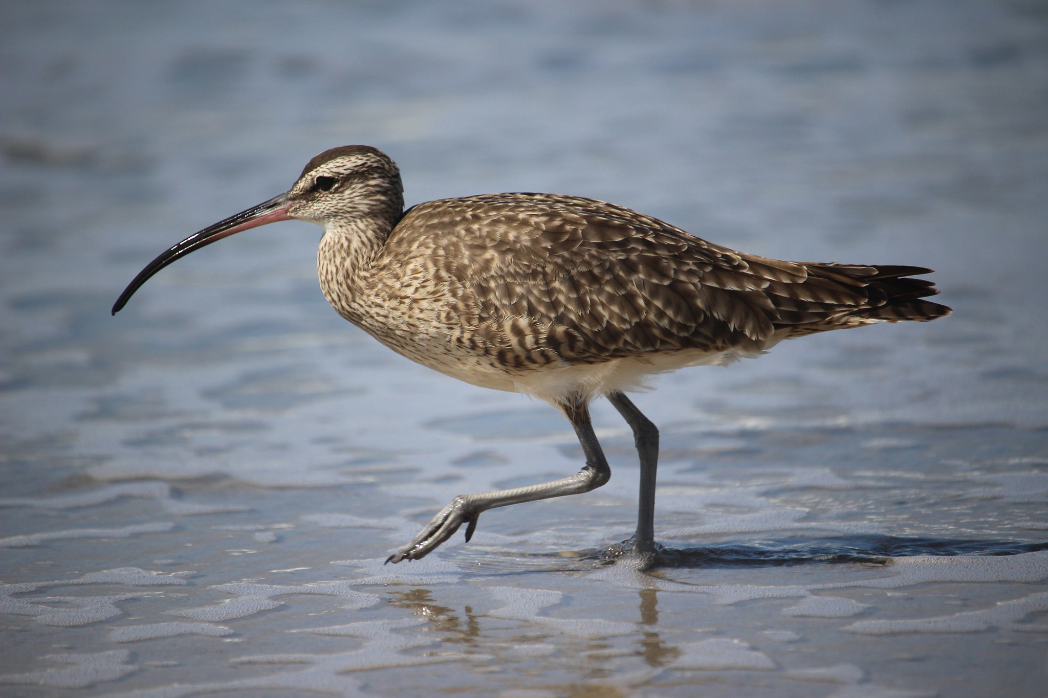 Canon EOS 100D (EOS Rebel SL1 / EOS Kiss X7) sample photo. Whimbrel photography
