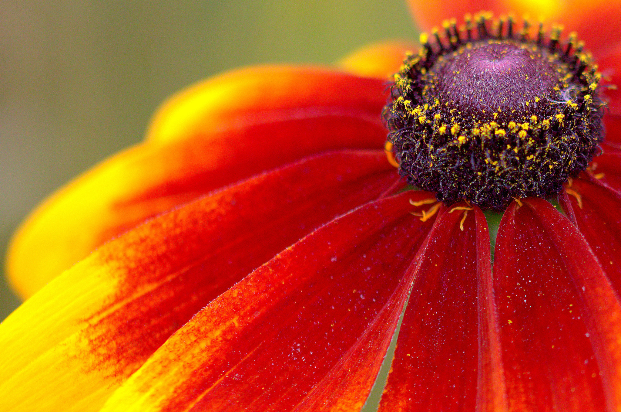 Sigma 105mm F2.8 EX DG OS HSM sample photo. Fleur d'été photography
