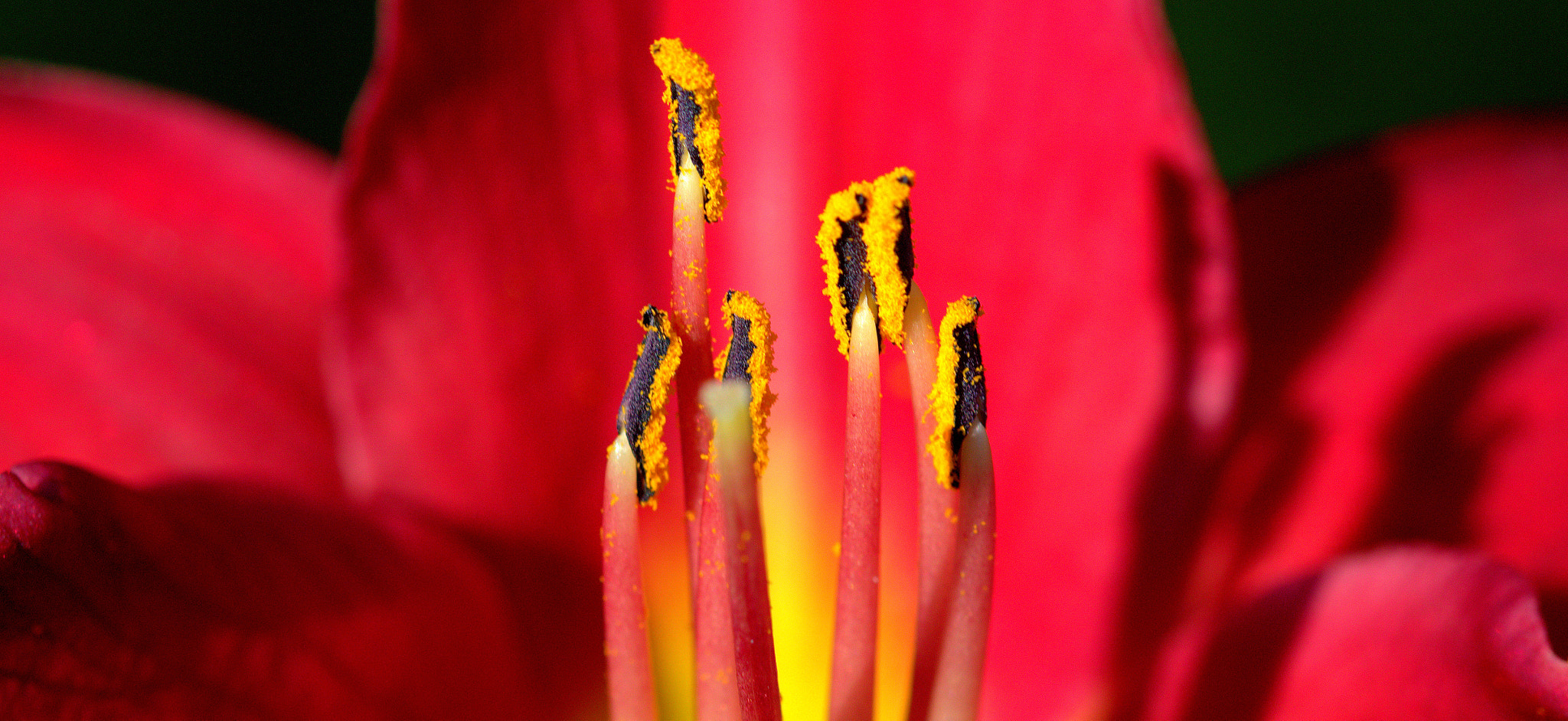 Sigma 105mm F2.8 EX DG OS HSM sample photo. Fleur photography