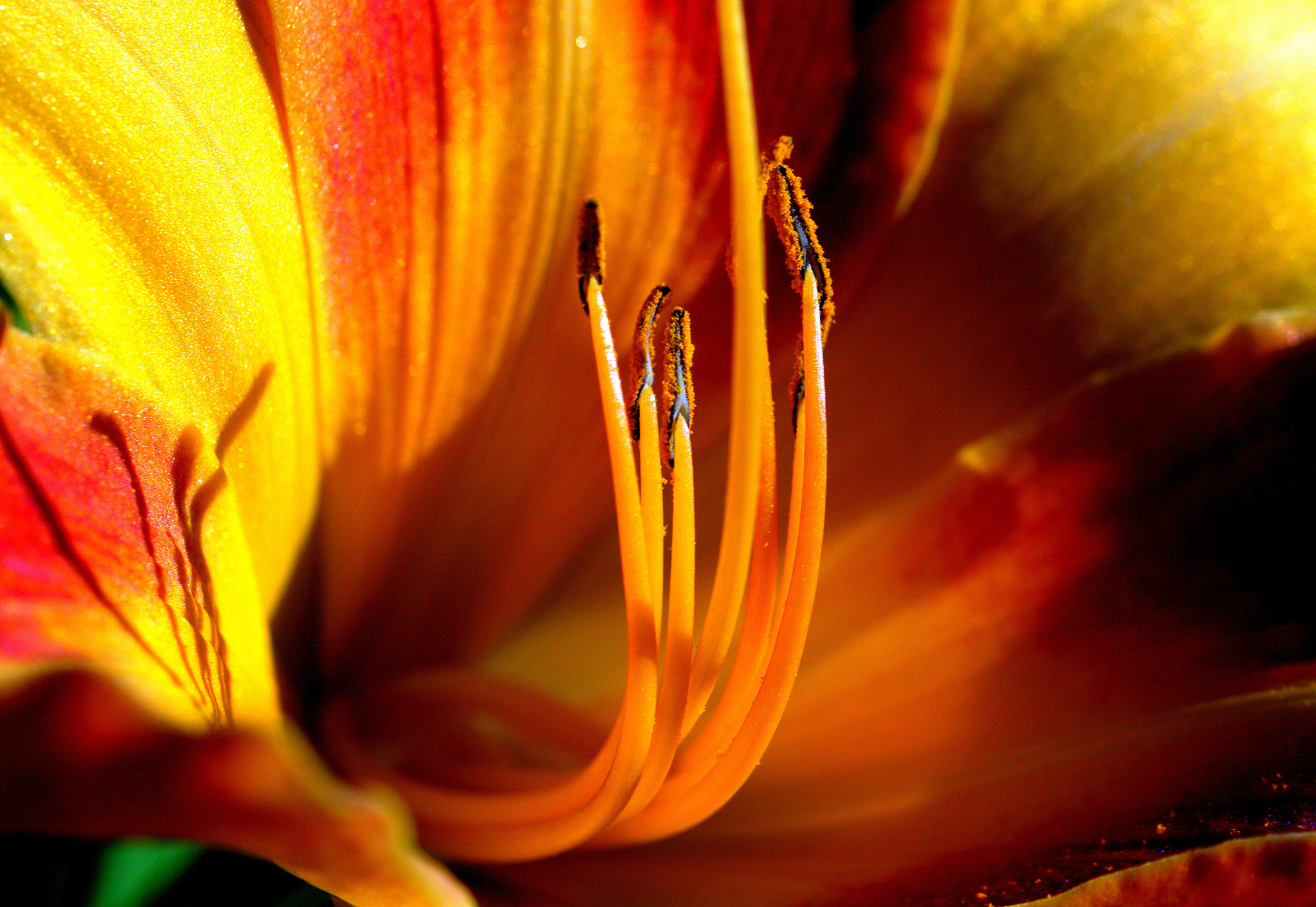 Sigma 105mm F2.8 EX DG OS HSM sample photo. Fleur photography