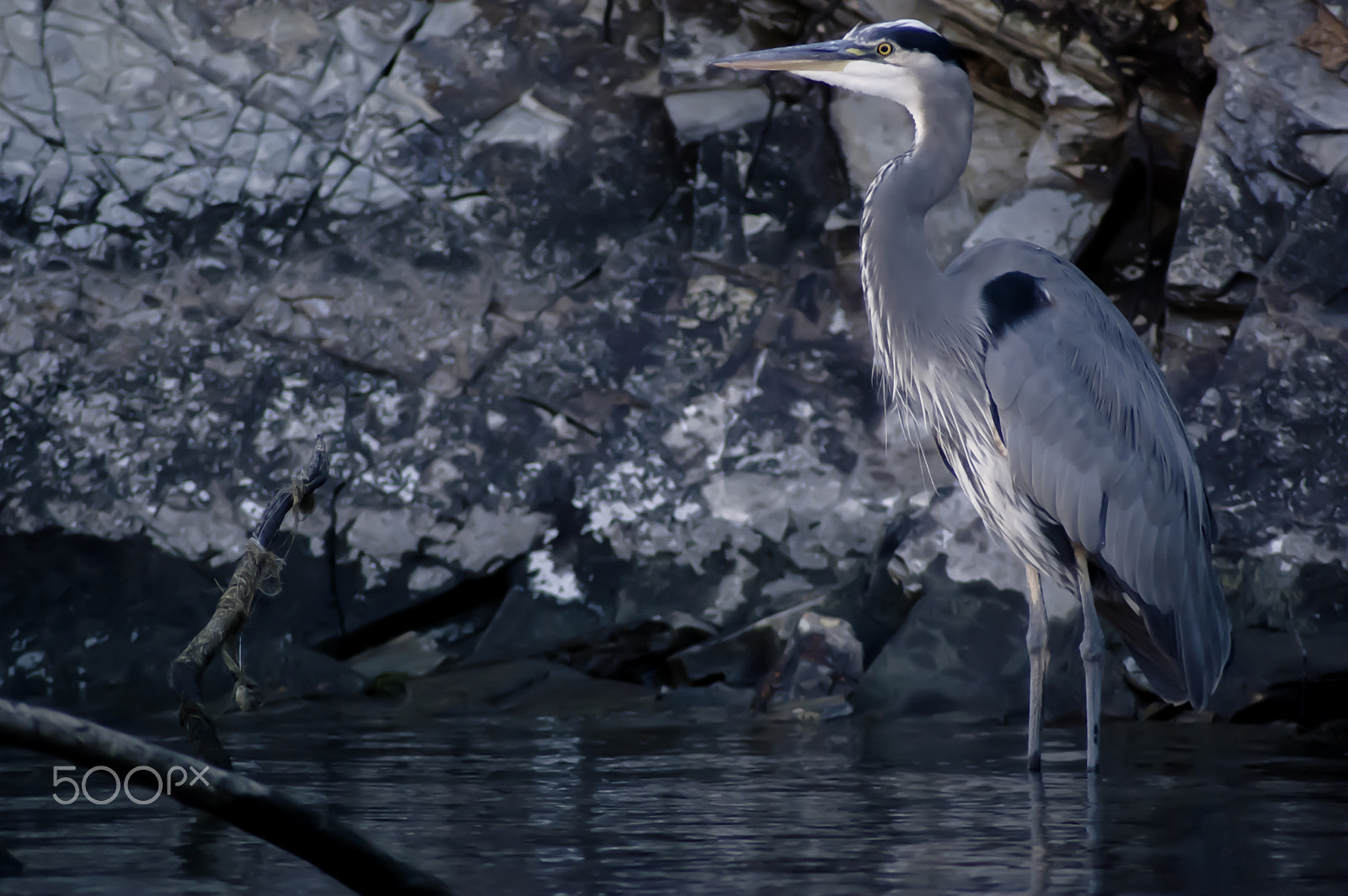 Nikon D40 sample photo. Blue heron photography