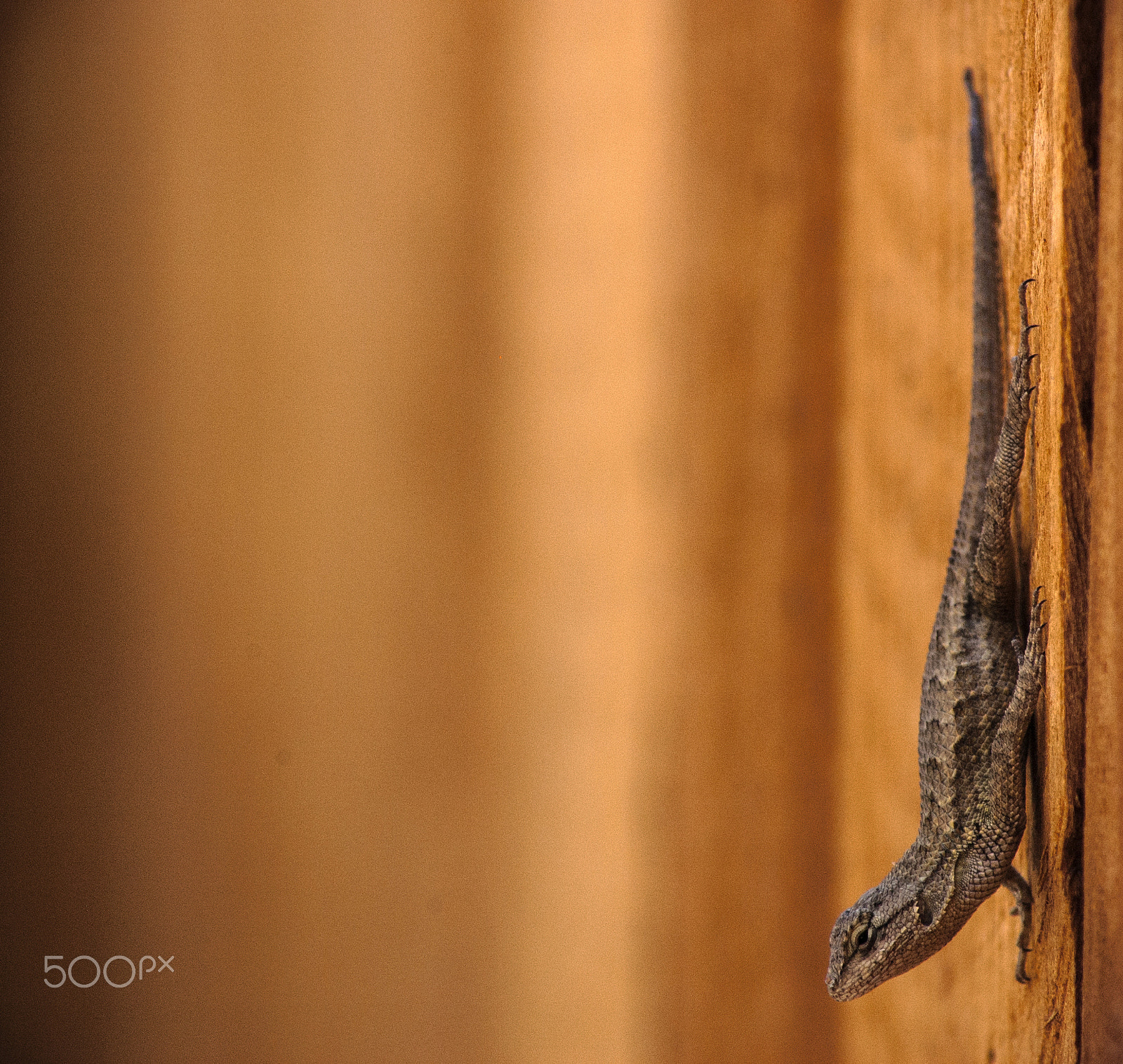 Nikon D40 sample photo. Lizard on the run photography