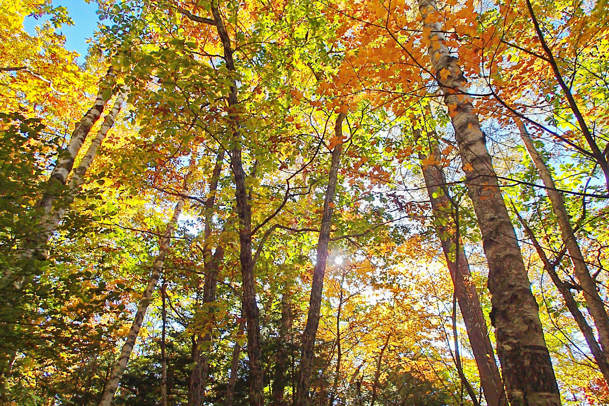 Olympus TG-2 sample photo. Autumn colour photography