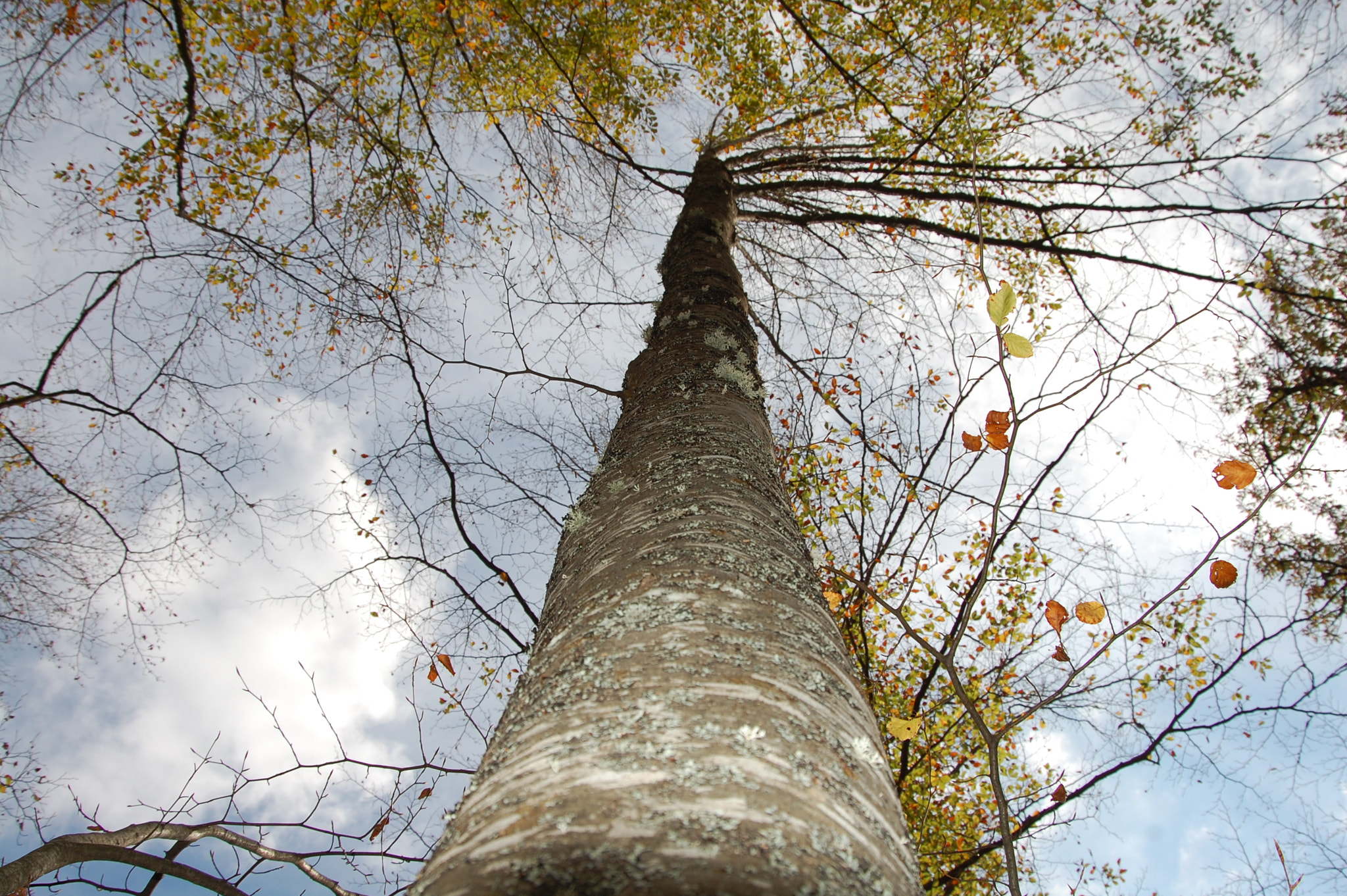 Nikon D40 sample photo. Beech photography