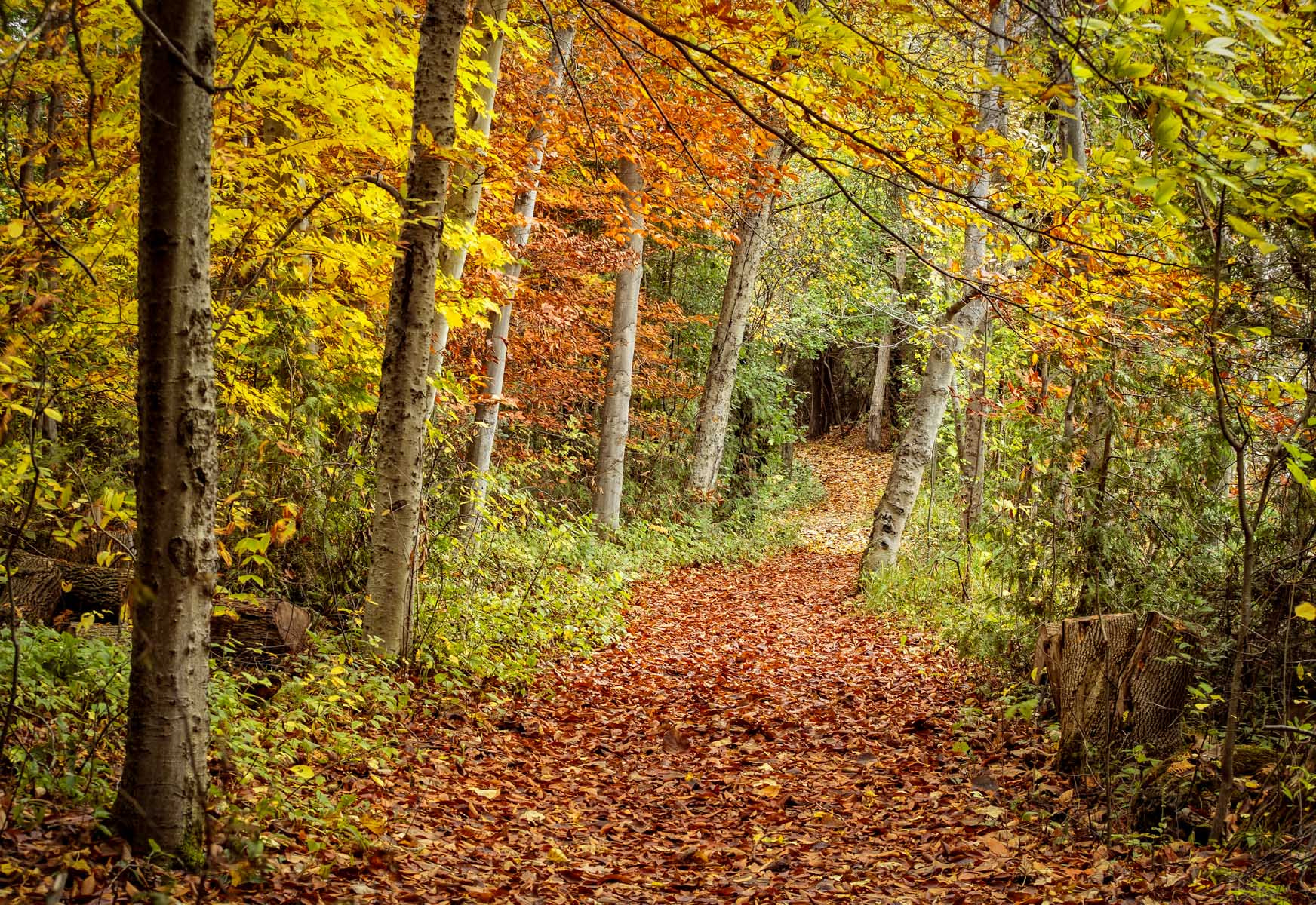 Sony Alpha DSLR-A500 sample photo. Path through autumn's colours photography