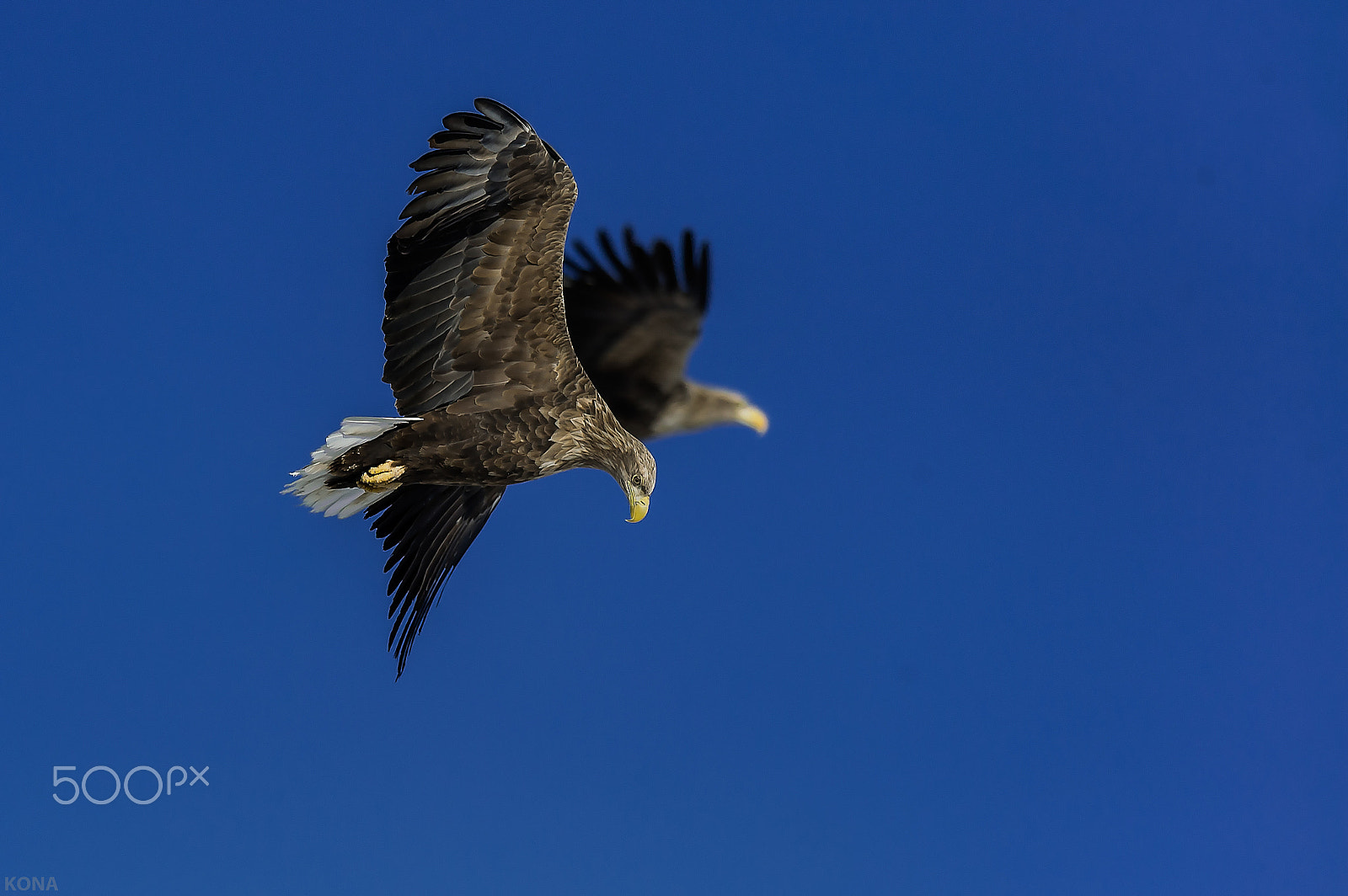 Nikon AF-S Nikkor 400mm F2.8G ED VR II sample photo. Ojirowasi     30572029645. photography
