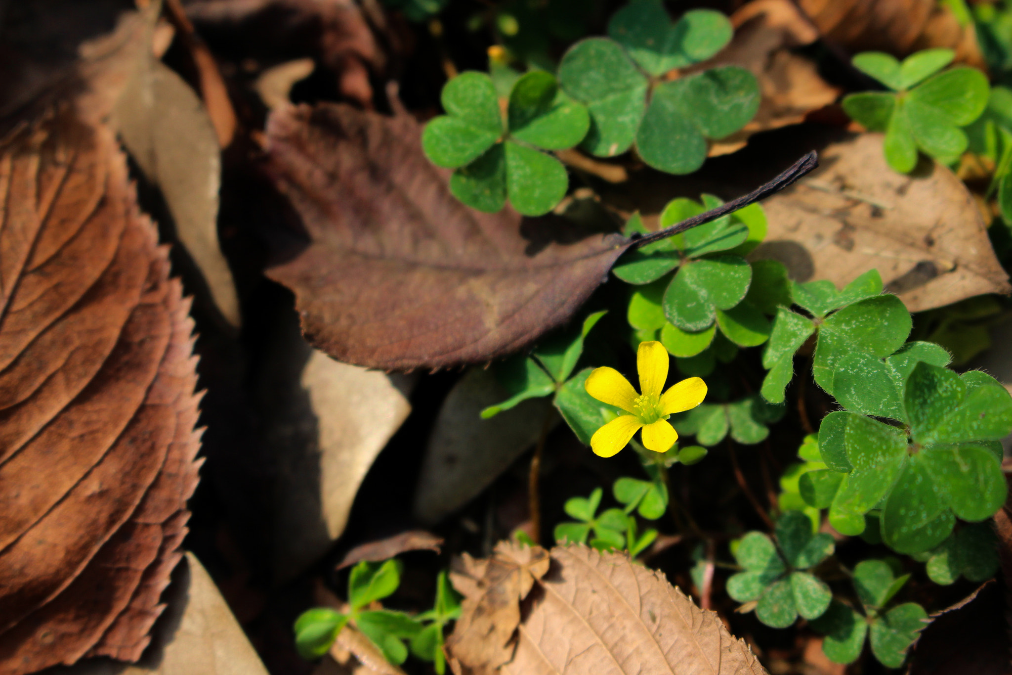 Canon EOS 700D (EOS Rebel T5i / EOS Kiss X7i) sample photo. Tiny flower photography