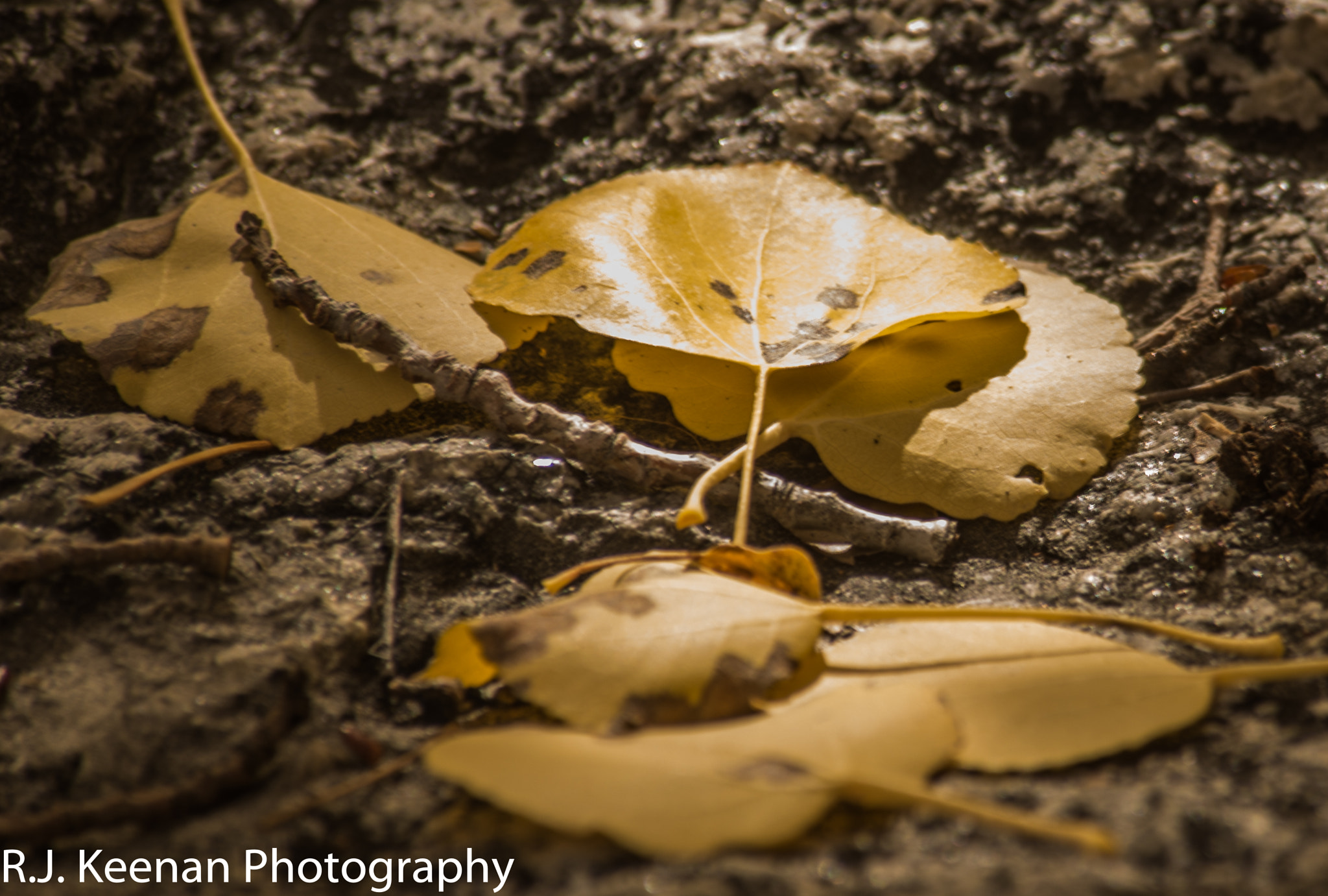 Nikon D600 sample photo. Aspen leafs on granite photography