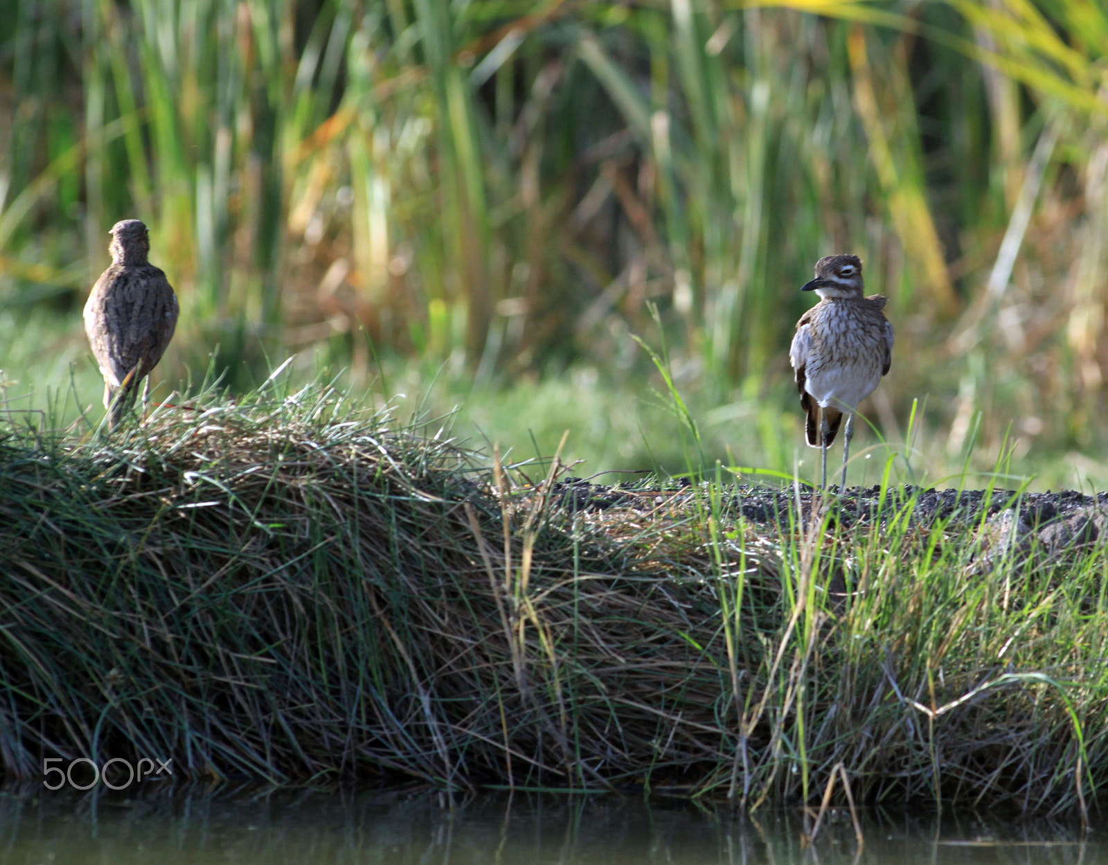 Canon EOS 500D (EOS Rebel T1i / EOS Kiss X3) + Canon EF 300mm f/2.8L sample photo. Vogel photography