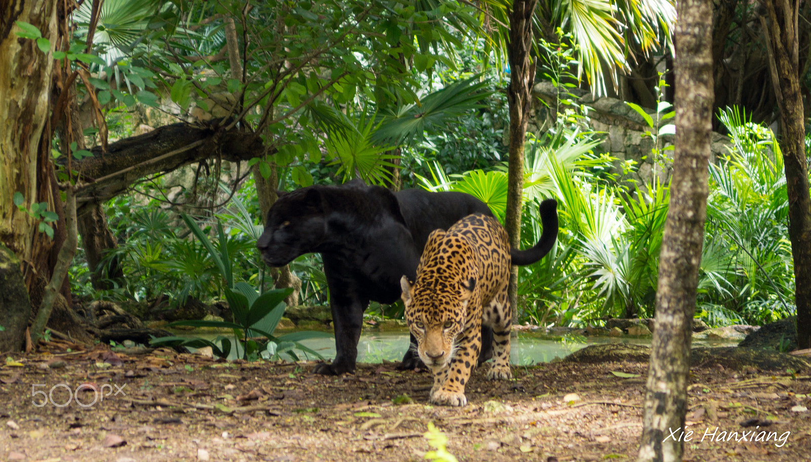 Sony SLT-A65 (SLT-A65V) sample photo. @ cancun photography