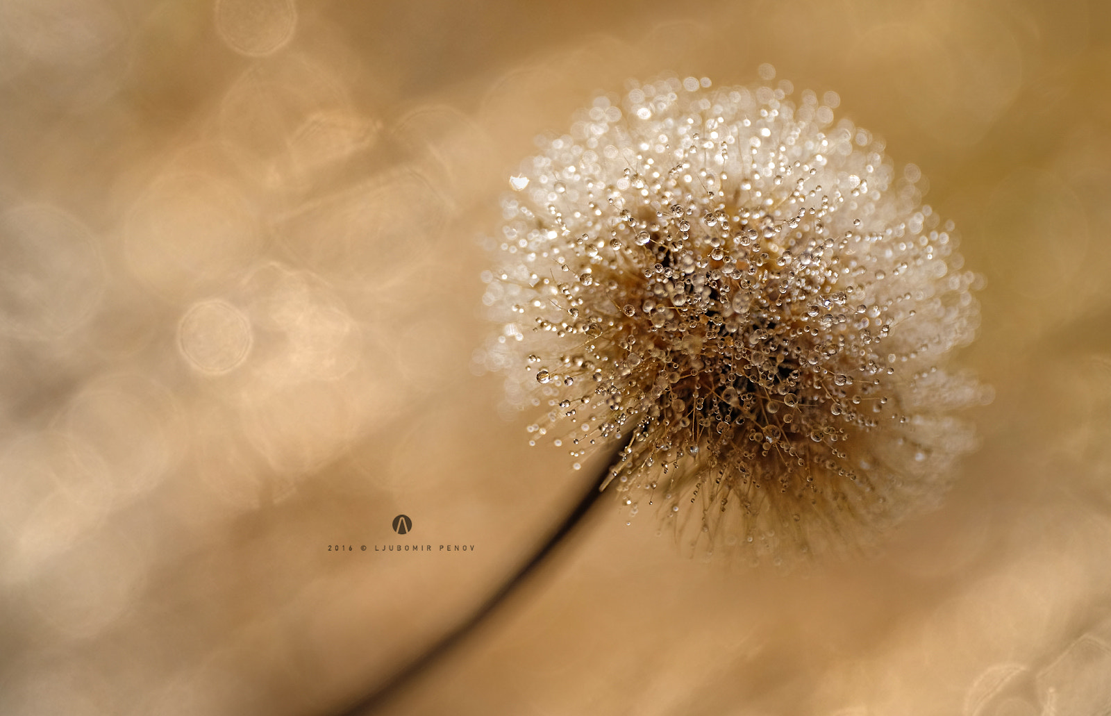 ZEISS Touit 50mm F2.8 sample photo. Morning drops photography
