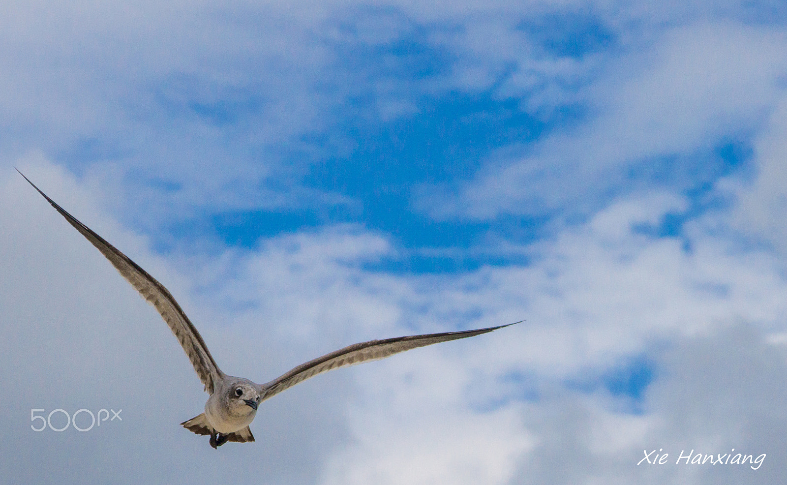 Sony SLT-A65 (SLT-A65V) sample photo. @ cancun photography