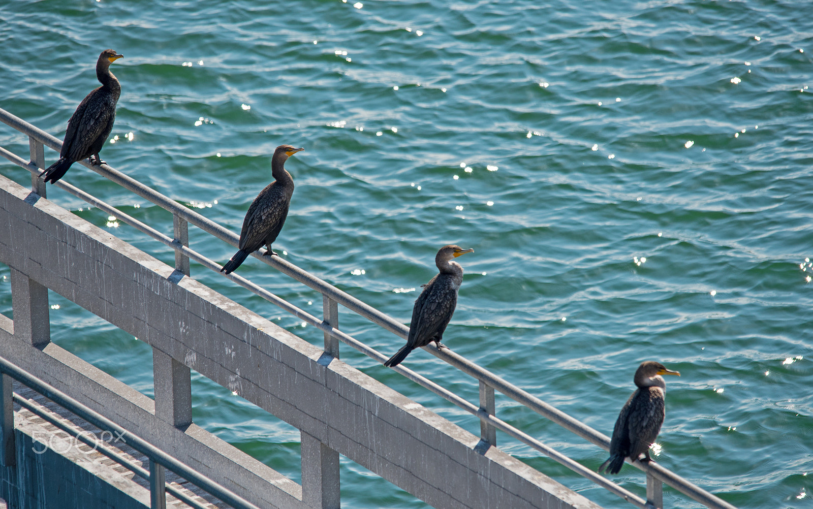Sigma 150-500mm F5-6.3 DG OS HSM sample photo. Line up photography