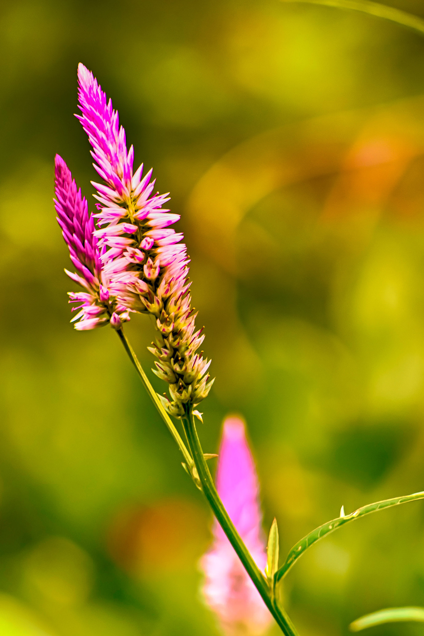 Olympus OM-D E-M5 + Panasonic Lumix G Vario 45-200mm F4-5.6 OIS sample photo. Purple grass photography