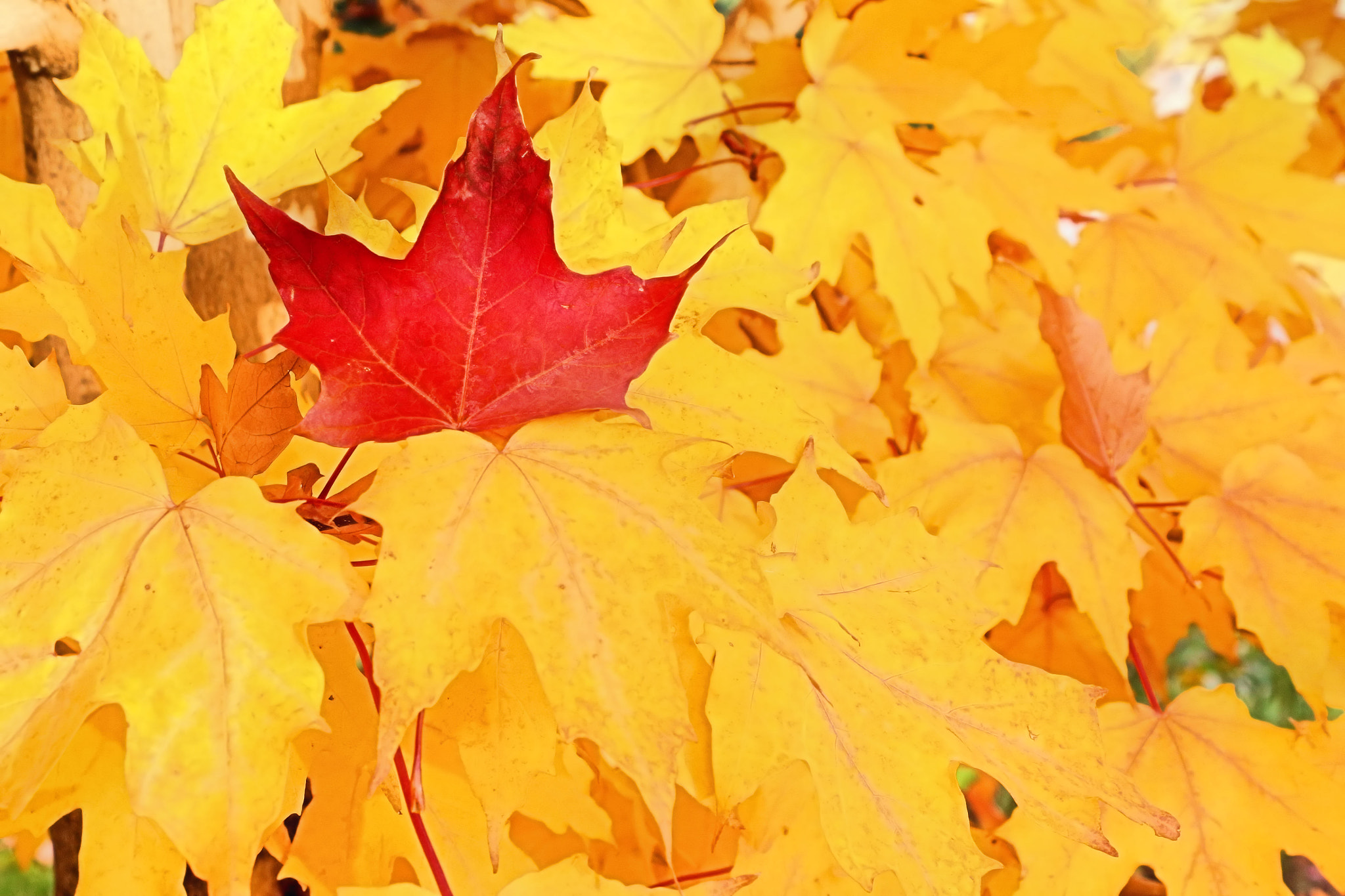 Canon EOS 650D (EOS Rebel T4i / EOS Kiss X6i) sample photo. Red maple leaf photography