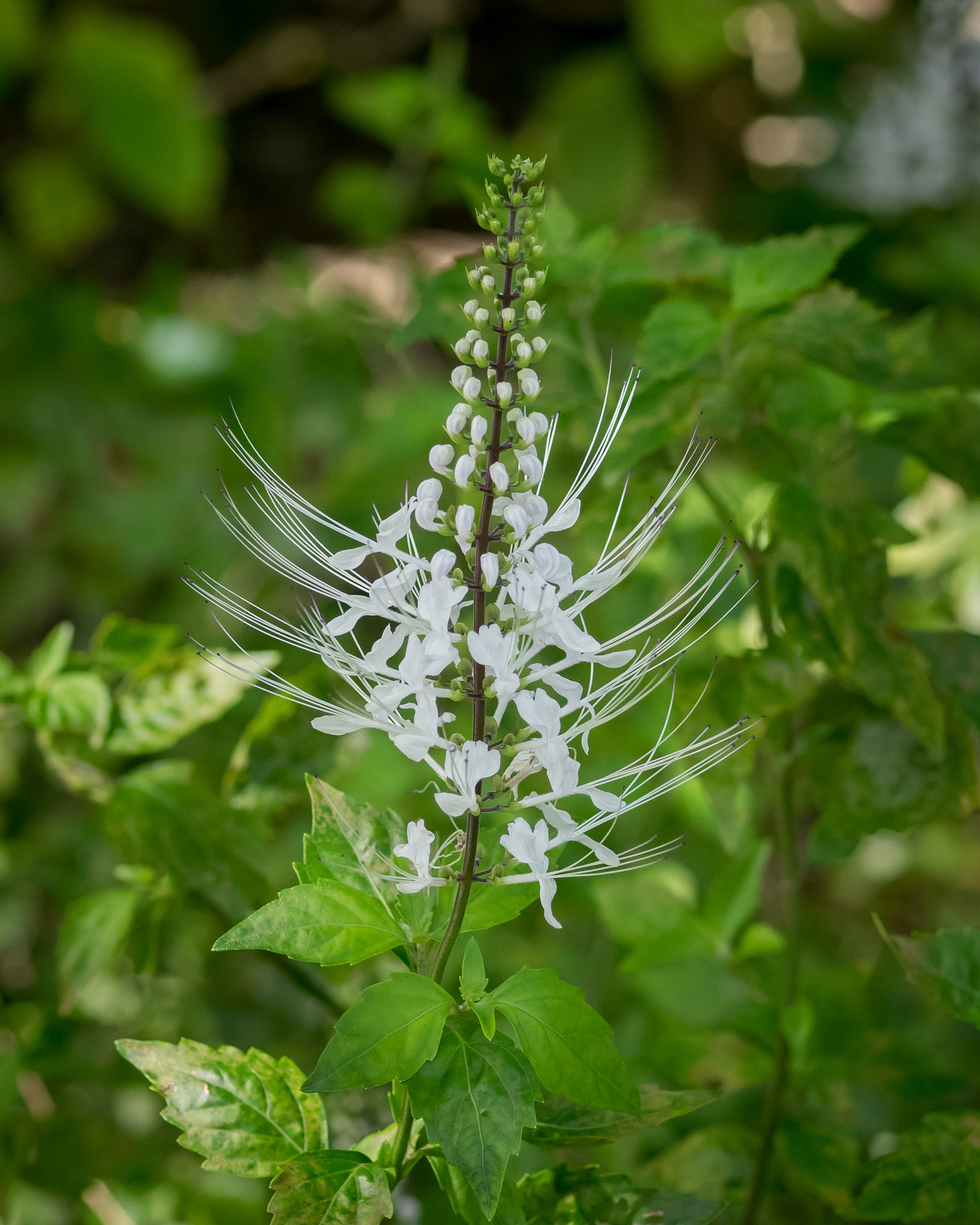 Olympus OM-D E-M1 + OLYMPUS 50mm Lens sample photo. Fairchild tropical botanic garden photography