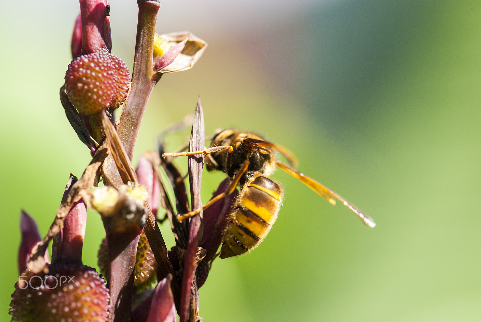Nikon D200 sample photo. Bee photography