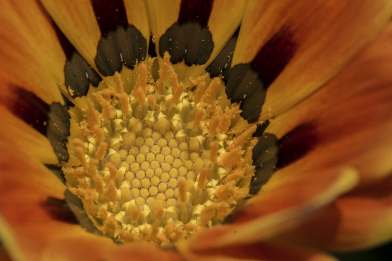 Canon EOS 650D (EOS Rebel T4i / EOS Kiss X6i) sample photo. Fire flower photography