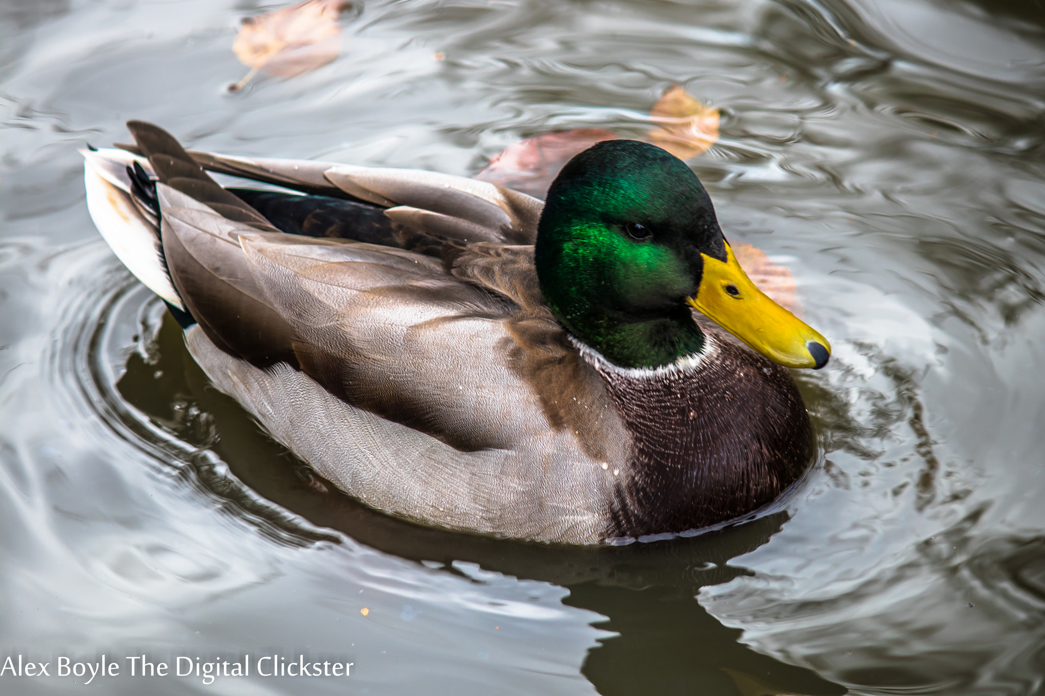 Canon EF-S 55-250mm F4-5.6 IS II sample photo. Img photography
