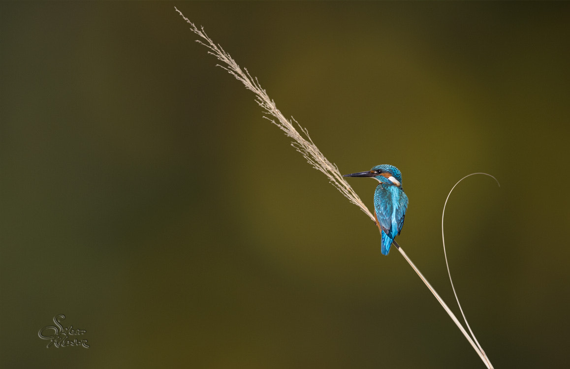 Sigma 150-600mm F5-6.3 DG OS HSM | C sample photo. King fisher alone photography