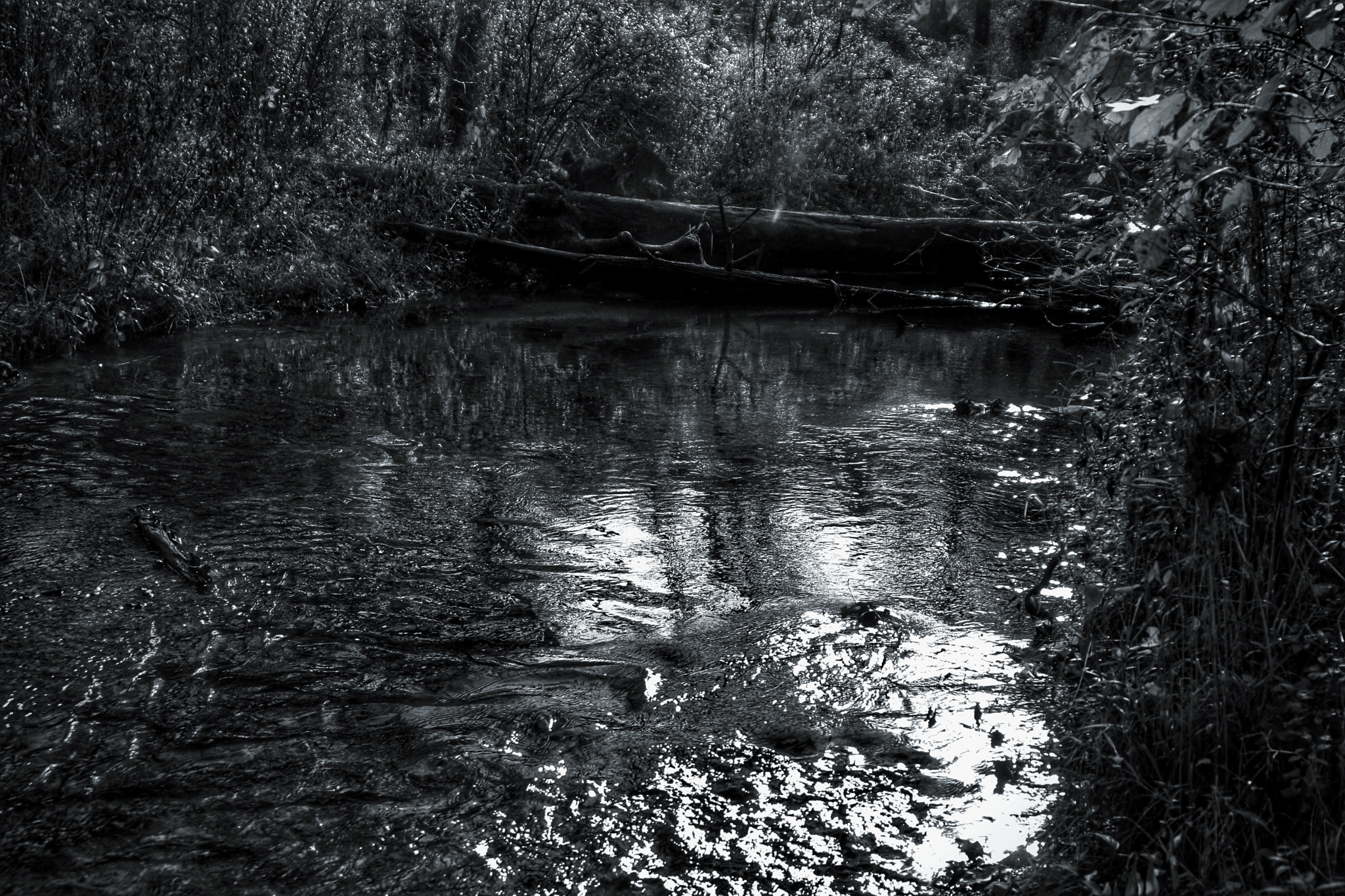 Canon EOS 1000D (EOS Digital Rebel XS / EOS Kiss F) sample photo. Creek at ritter springs photography