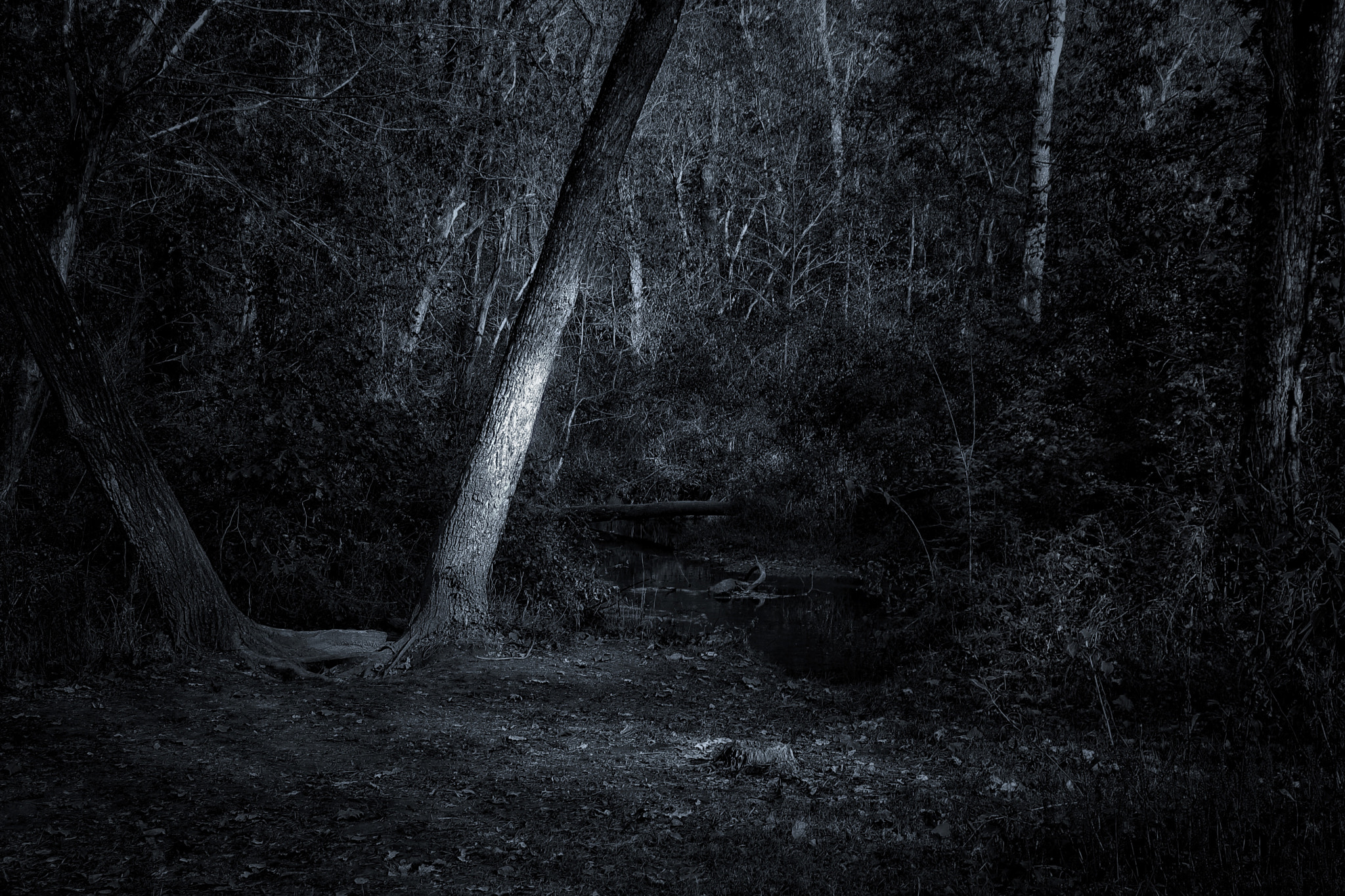 Canon EOS 1000D (EOS Digital Rebel XS / EOS Kiss F) sample photo. The dark woods photography