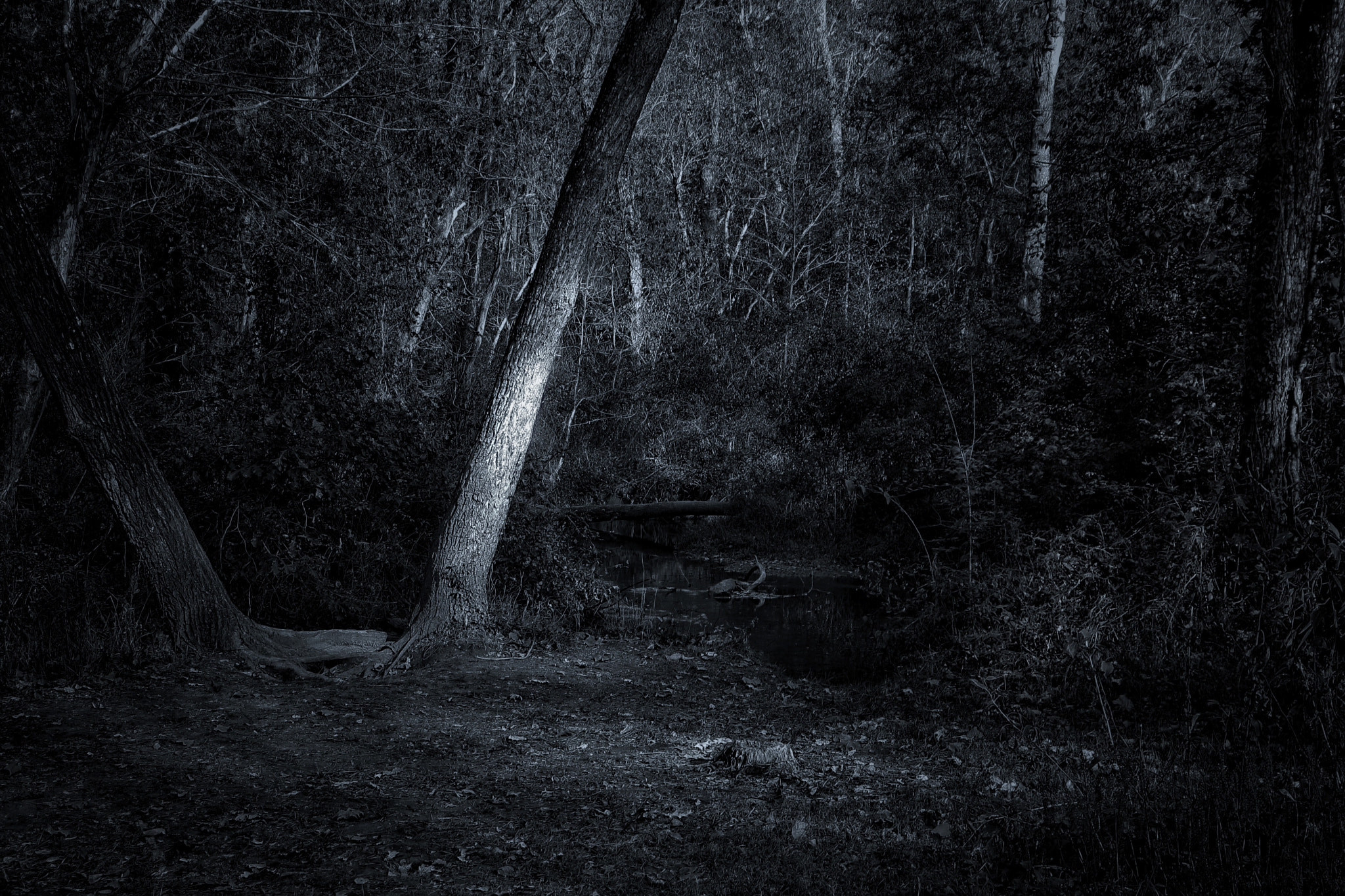 Tamron AF 28-200mm F3.8-5.6 XR Di Aspherical (IF) Macro sample photo. The dark woods photography