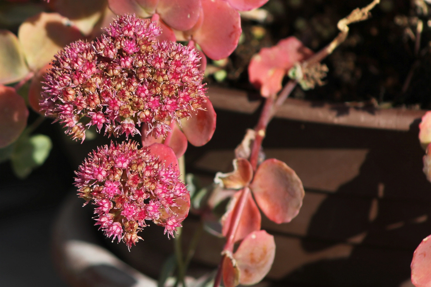 Canon EF 75-300mm f/4-5.6 USM sample photo. Accordingtotheseason p photography