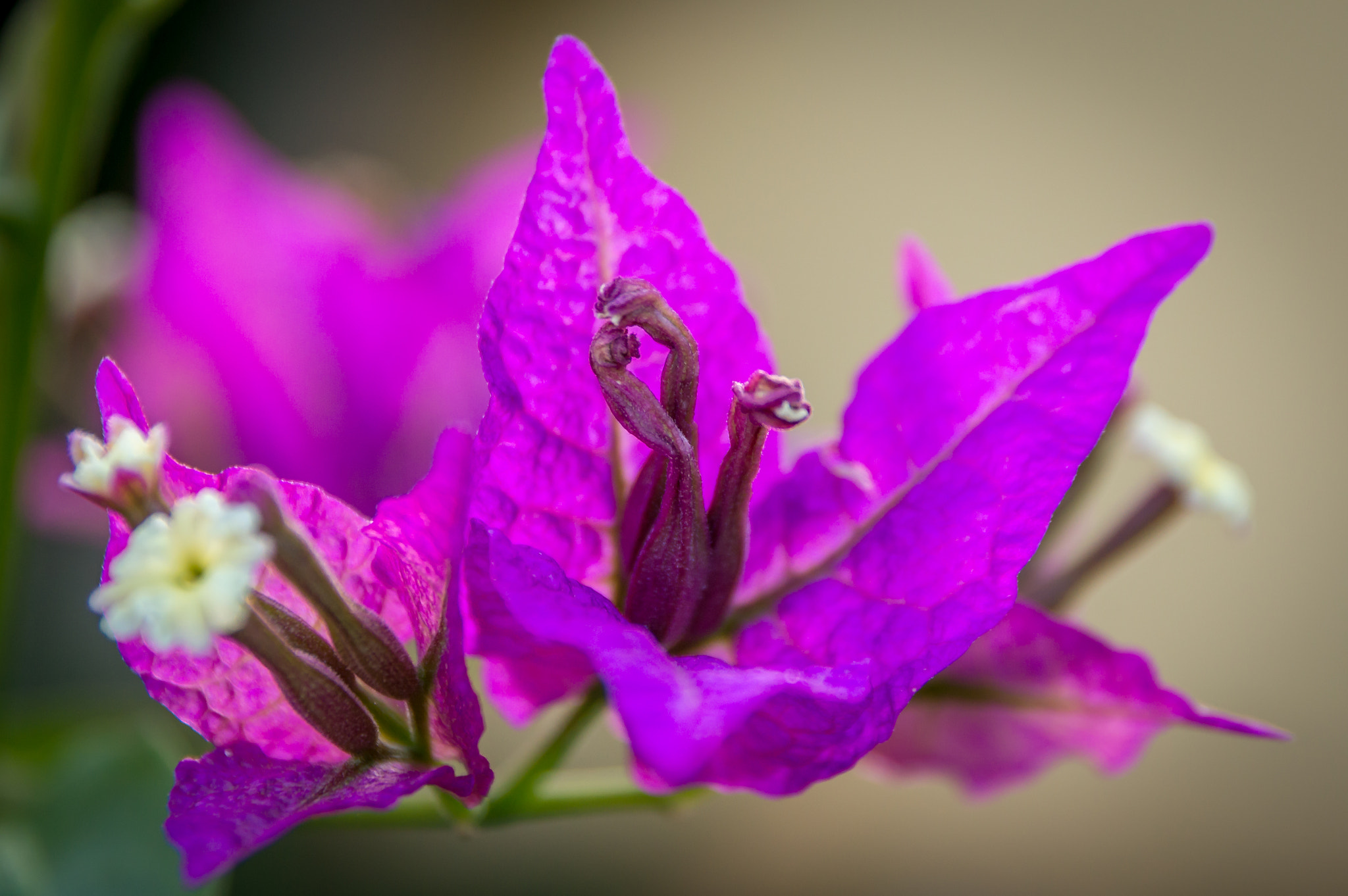 Sigma 17-70mm F2.8-4 DC Macro OS HSM | C sample photo. Purple photography