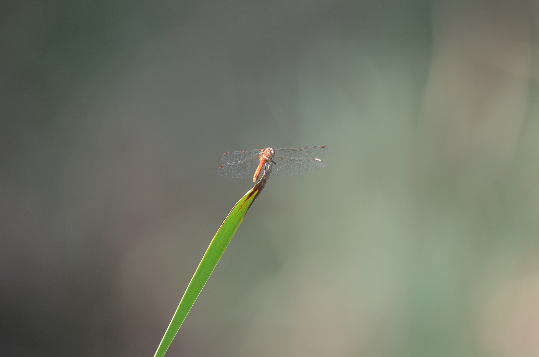 Sigma 150-500mm F5-6.3 DG OS HSM sample photo. Isolation photography