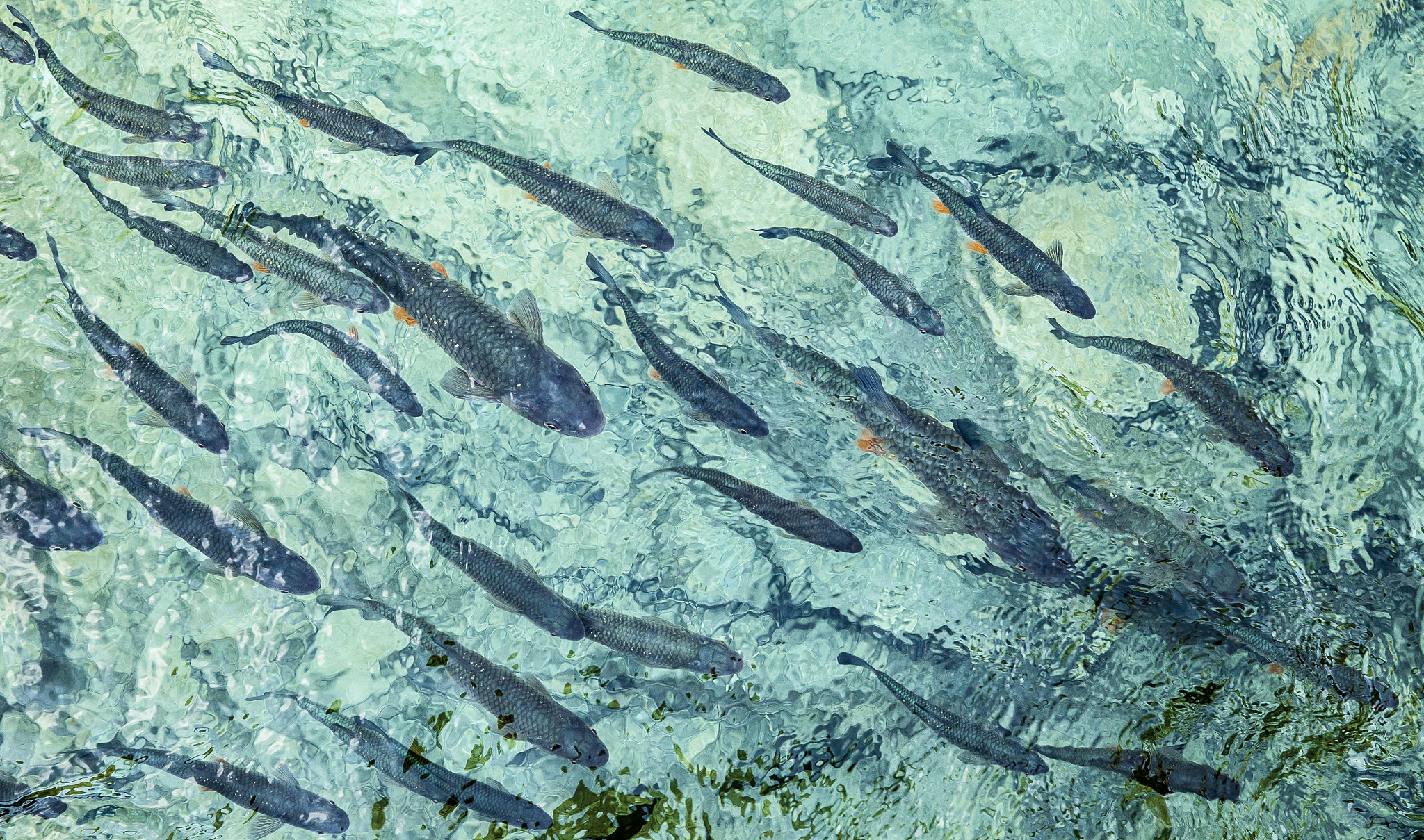 Canon EOS-1D Mark IV sample photo. Fish in clear water photography