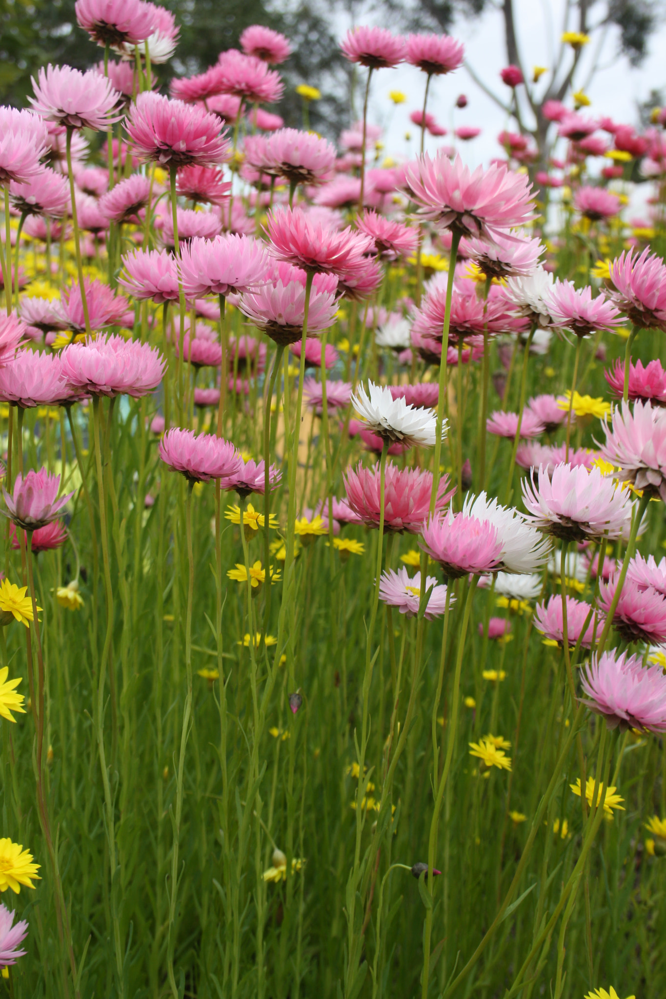 Canon EF-S 55-250mm F4-5.6 IS sample photo. Everlasting photography